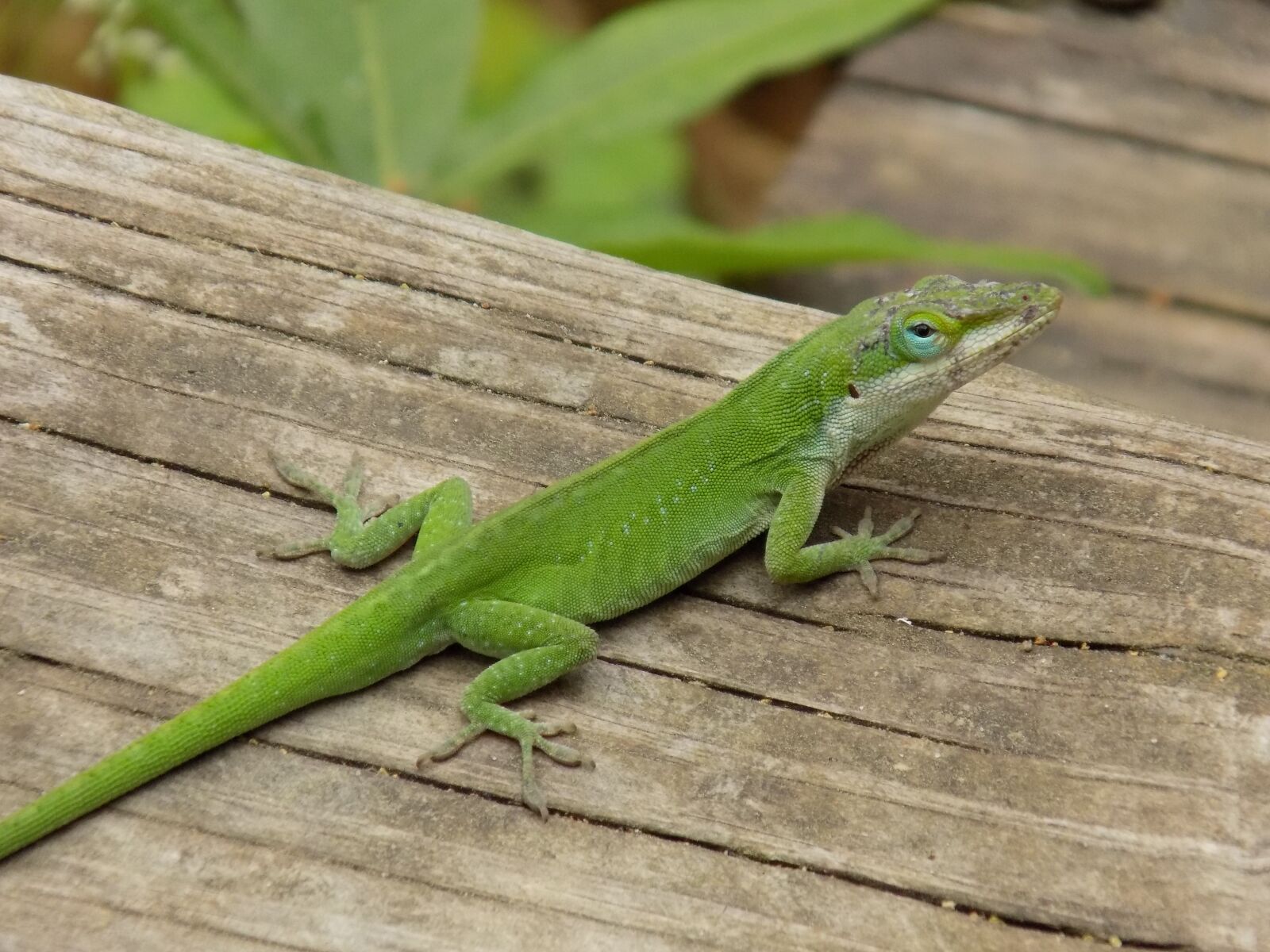 Nikon COOLPIX L340 sample photo. Lizard, green, reptile photography