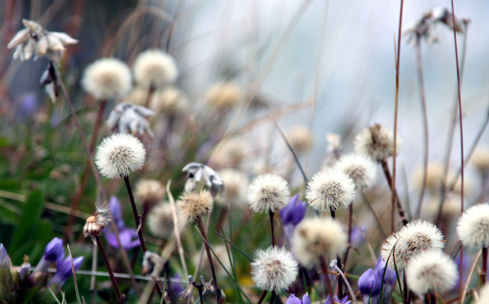 Canon EOS 350D (EOS Digital Rebel XT / EOS Kiss Digital N) sample photo. Herbs, wild, alps photography