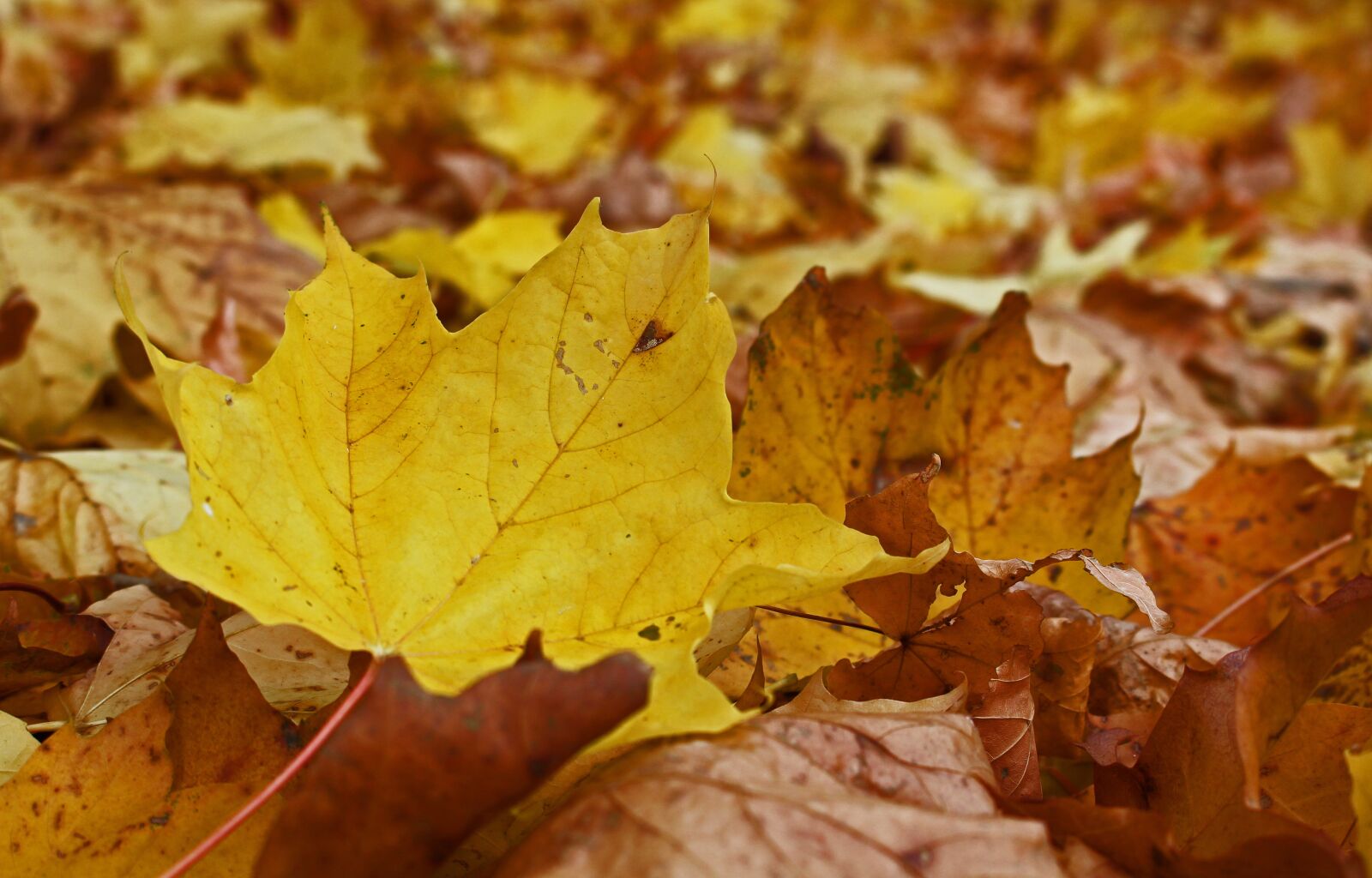 Canon EOS 700D (EOS Rebel T5i / EOS Kiss X7i) sample photo. Fall foliage, maple leaf photography