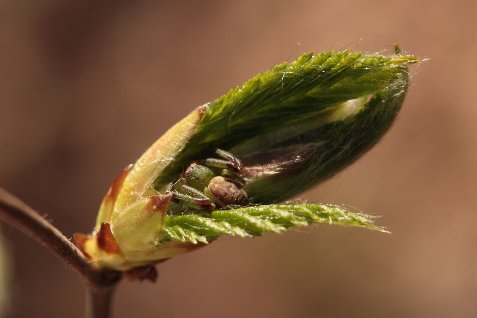 Canon EF-S 60mm F2.8 Macro USM sample photo. Leaf drive, spider, hiding photography