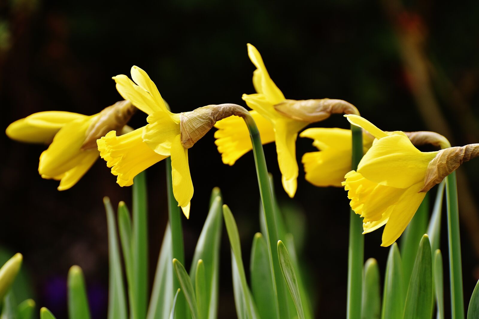 Nikon D7200 sample photo. Osterglocken, daffodils, yellow photography