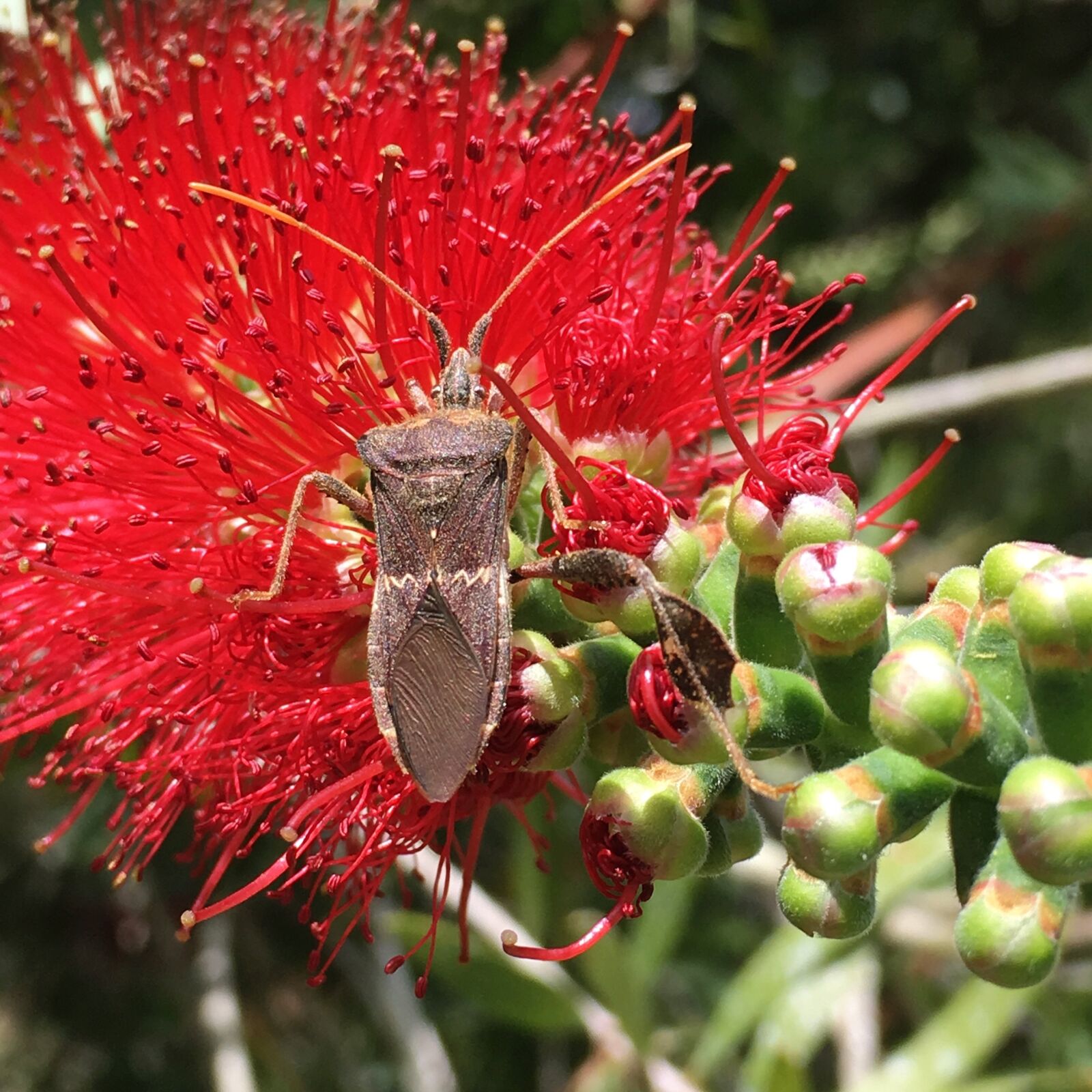 Apple iPhone 6s Plus sample photo. Insect, red flower, pollen photography