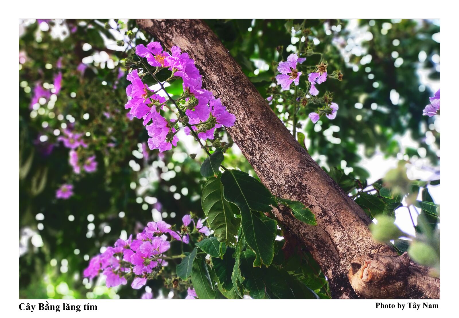 OPPO A9 2020 sample photo. Flower, purple flowers, the photography