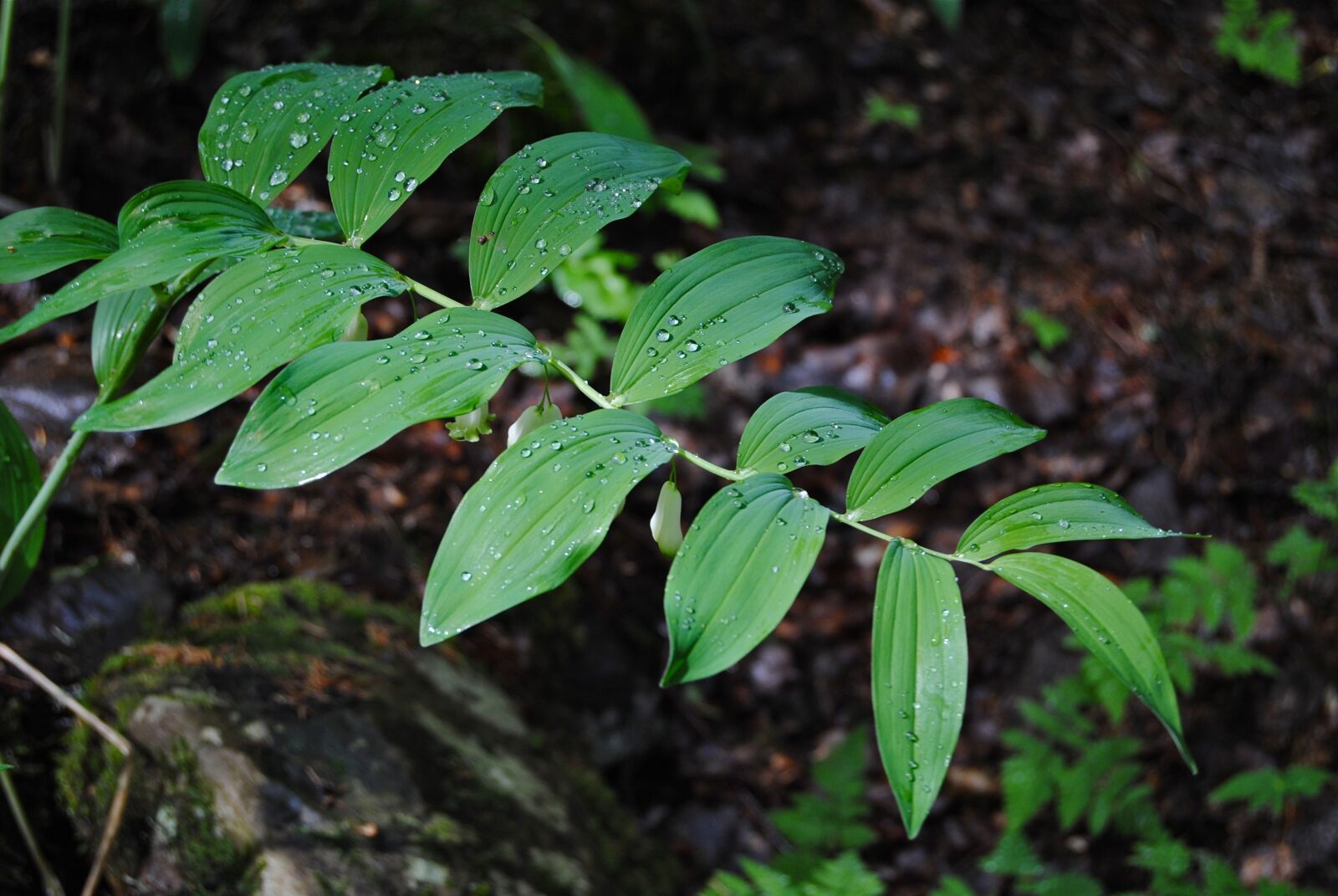 Nikon D3000 sample photo. Solomon's seal, polygonatum, j photography