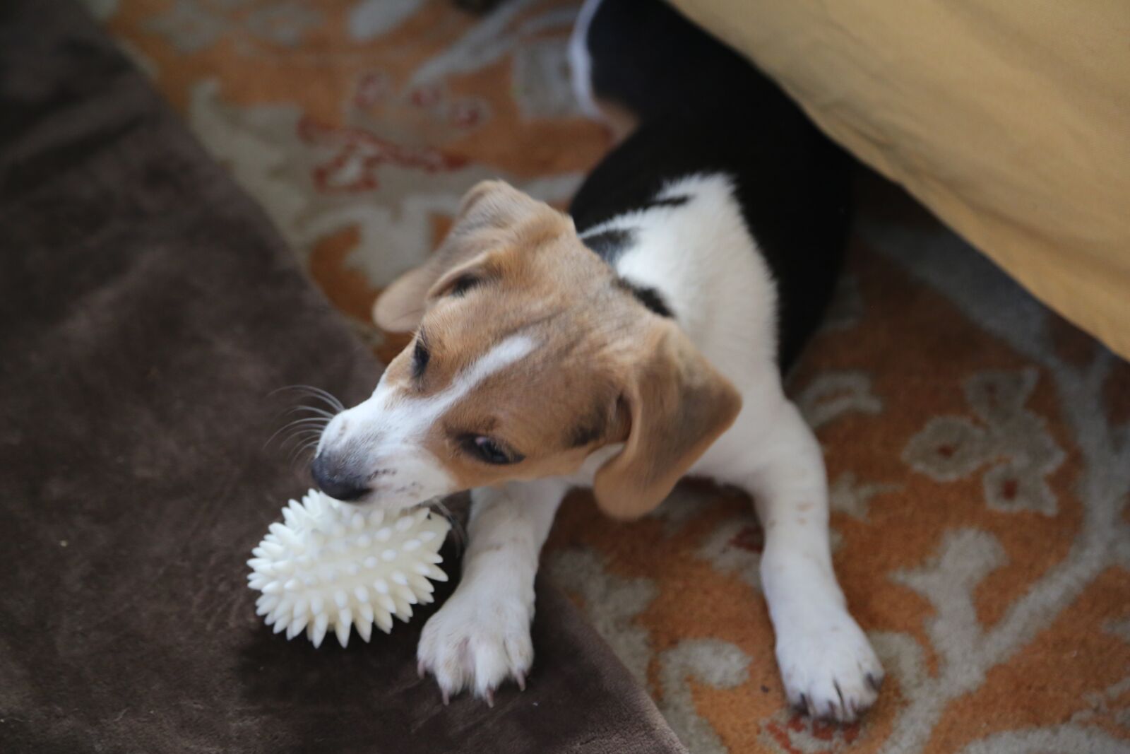 Canon EF 24-105mm F4L IS USM sample photo. Beagle, toy, play photography
