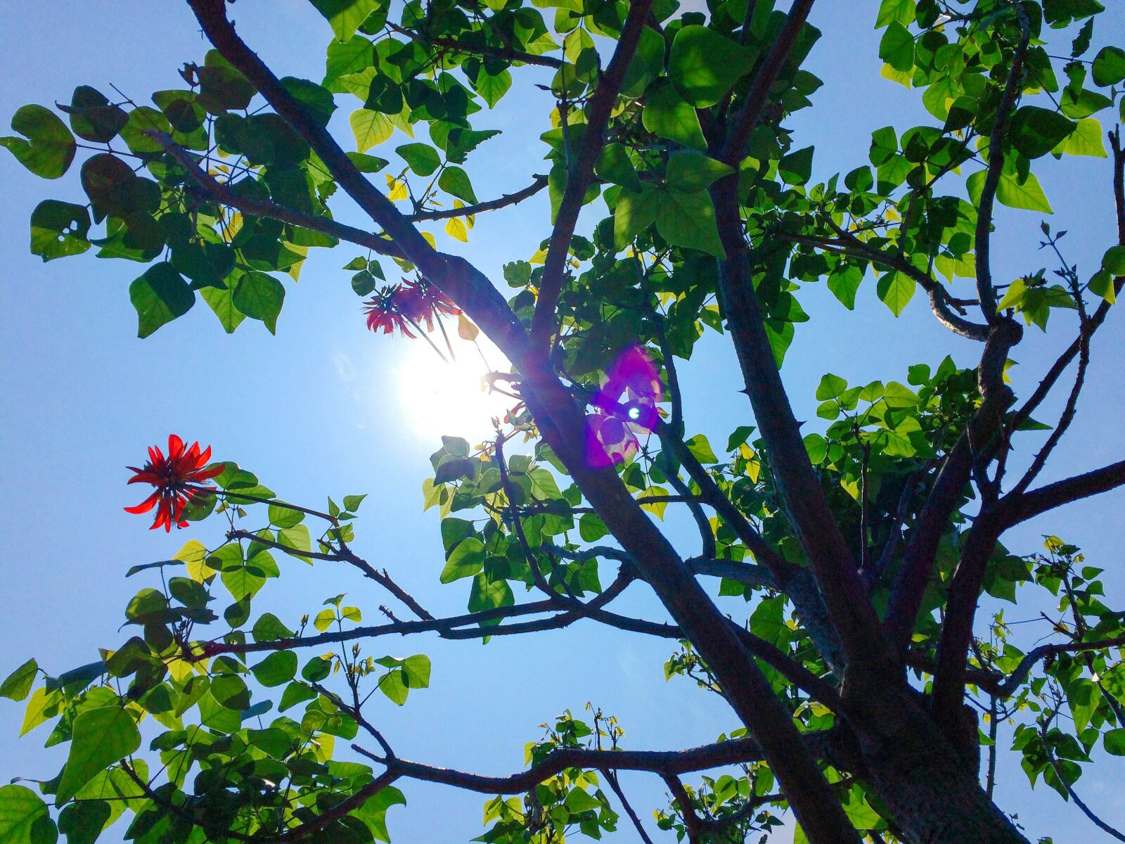 iPhone 5s back camera 4.15mm f/2.2 sample photo. Nature, sunny, red, weather photography