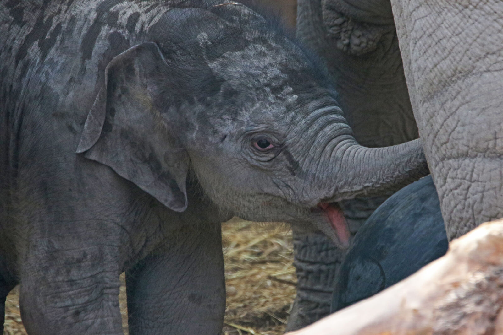 Canon EOS 7D Mark II sample photo. Baby, baby, elephant, ear photography