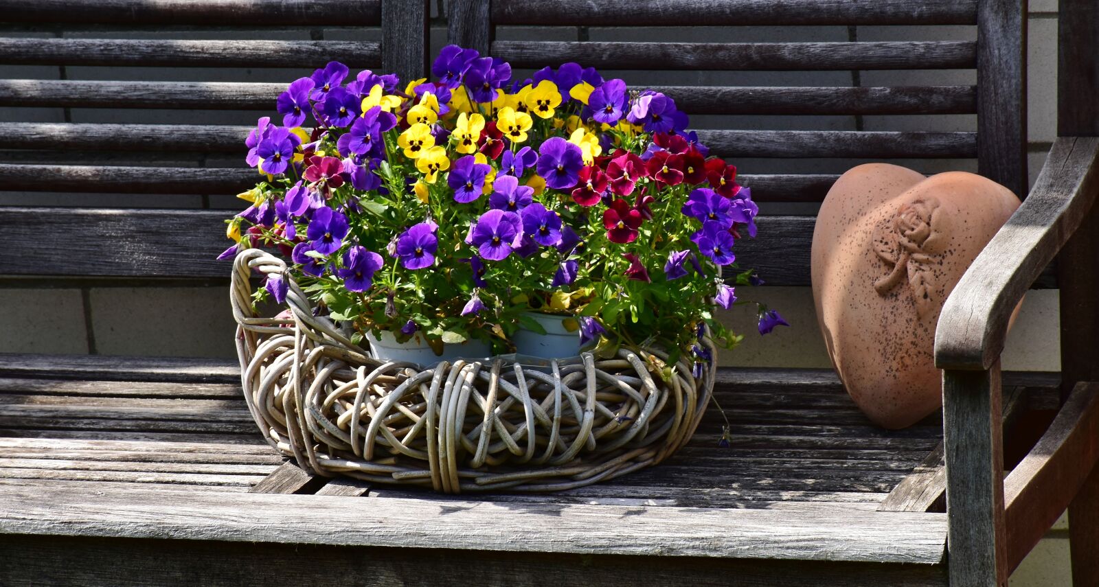 Nikon D7200 sample photo. Pansy, 400–500, flowers photography
