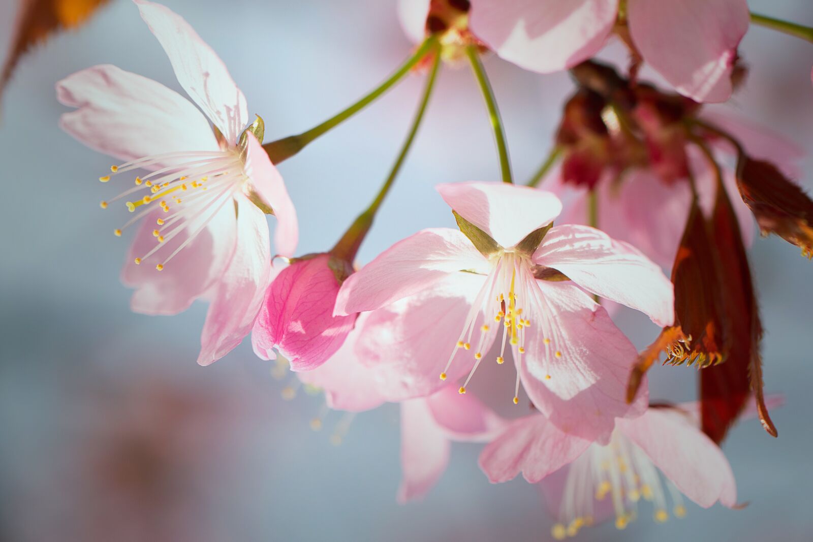 Nikon D3300 sample photo. Nature, inflorescence, cherry photography