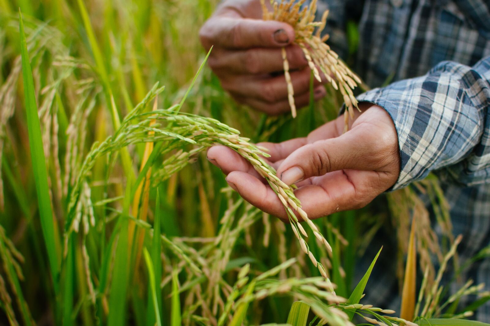 Nikon D90 sample photo. Rice, nature, food photography