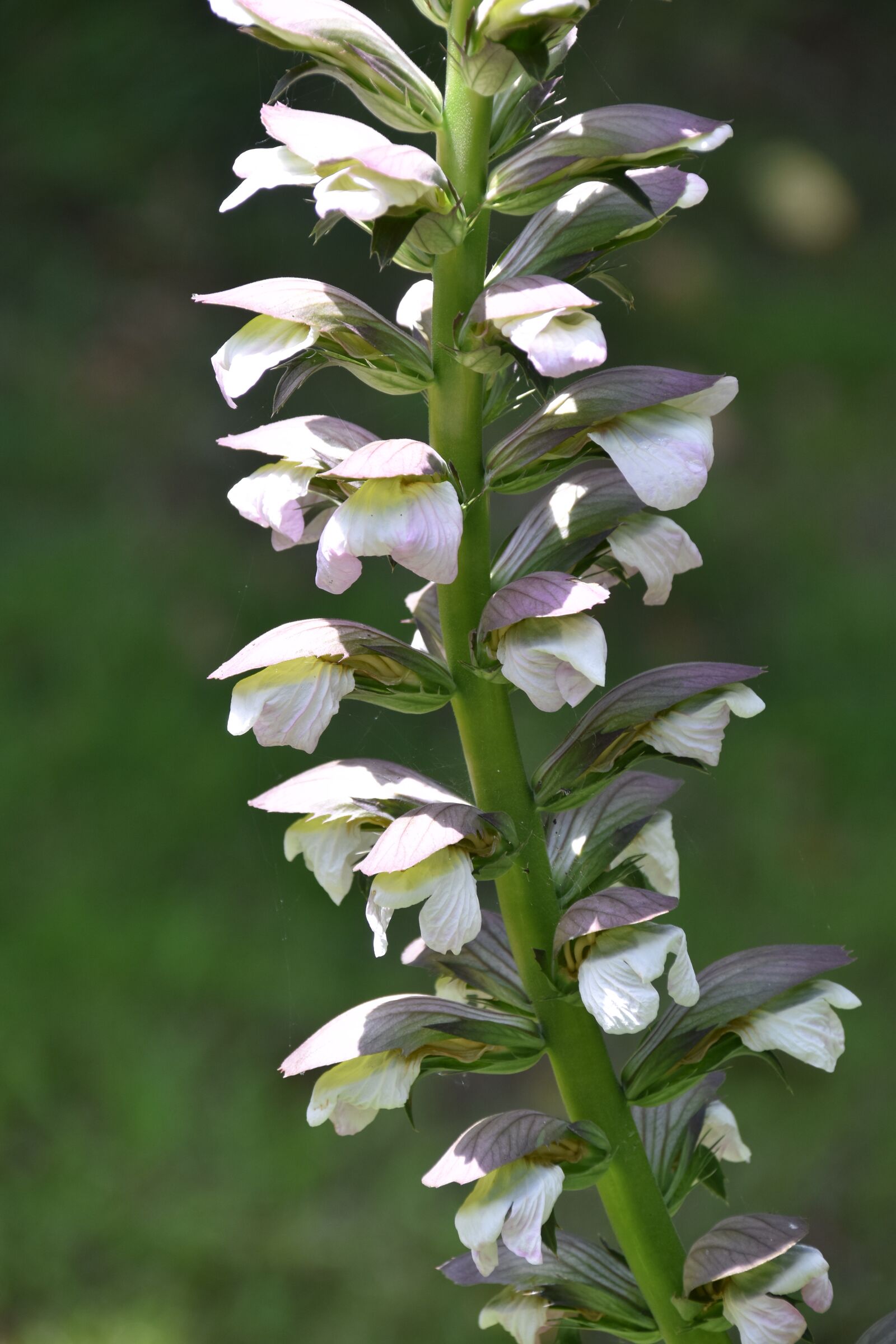 Nikon D5600 sample photo. Plant, flowers, white flowers photography