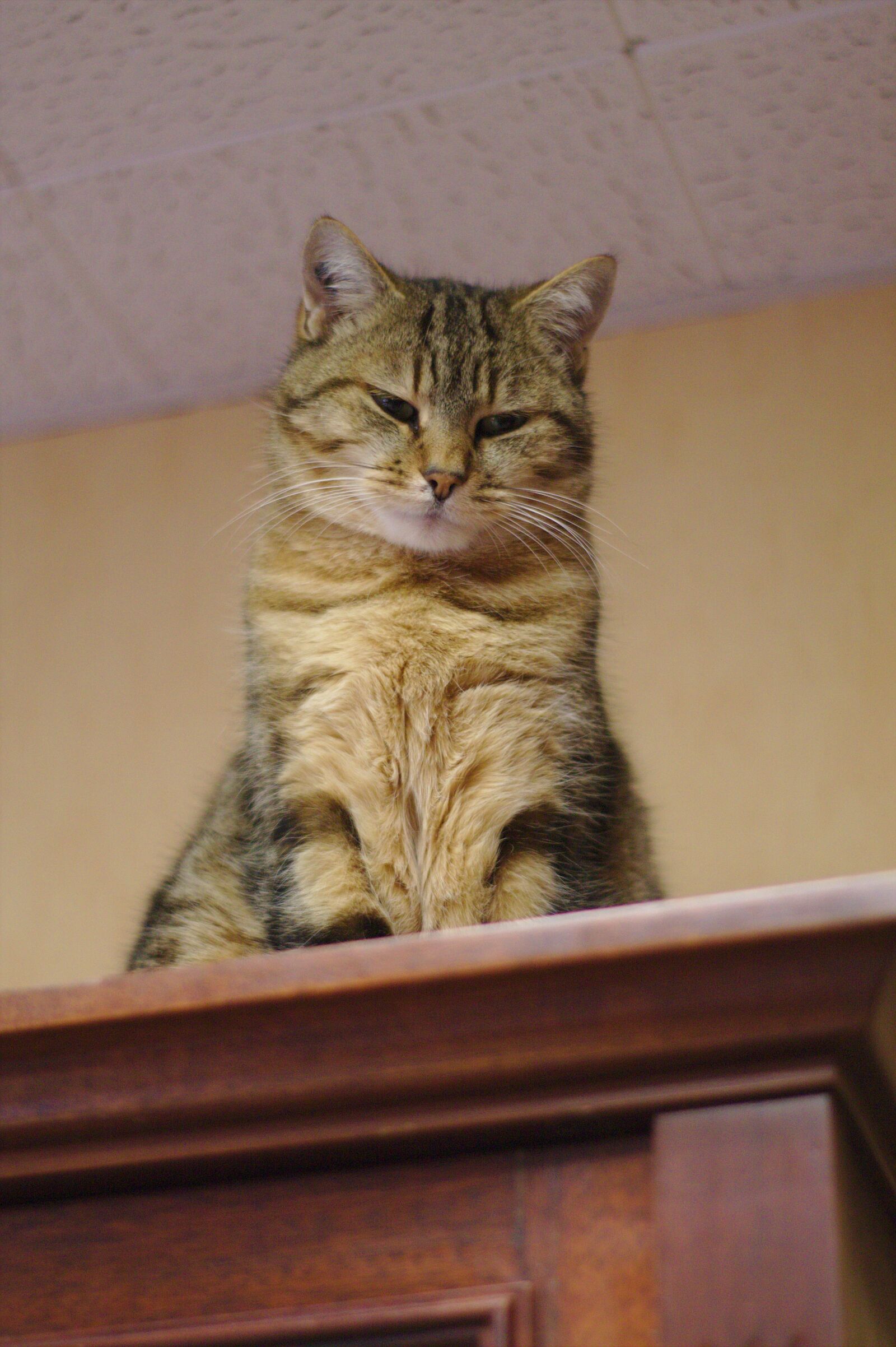 Canon EOS 1100D (EOS Rebel T3 / EOS Kiss X50) sample photo. Cat, tabby, predator photography