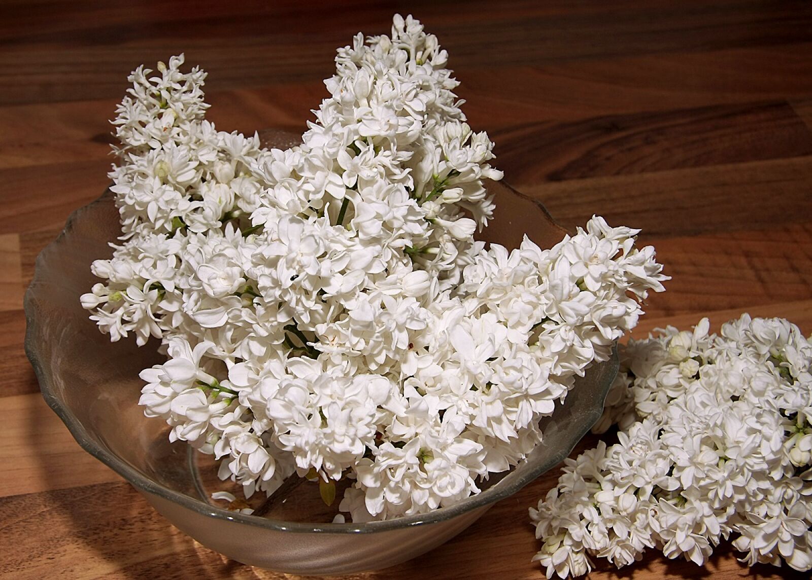 Canon EOS 40D sample photo. Lilac, fliederblueten, lilac umbels photography
