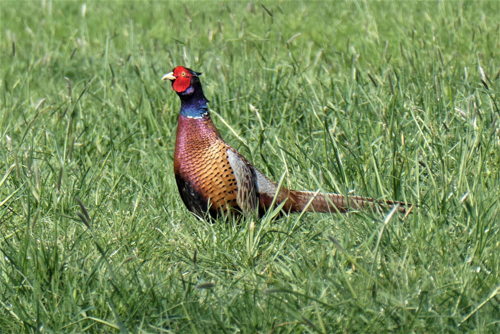 Panasonic Lumix DC-ZS70 (Lumix DC-TZ90) sample photo. Pheasant, male, bird photography