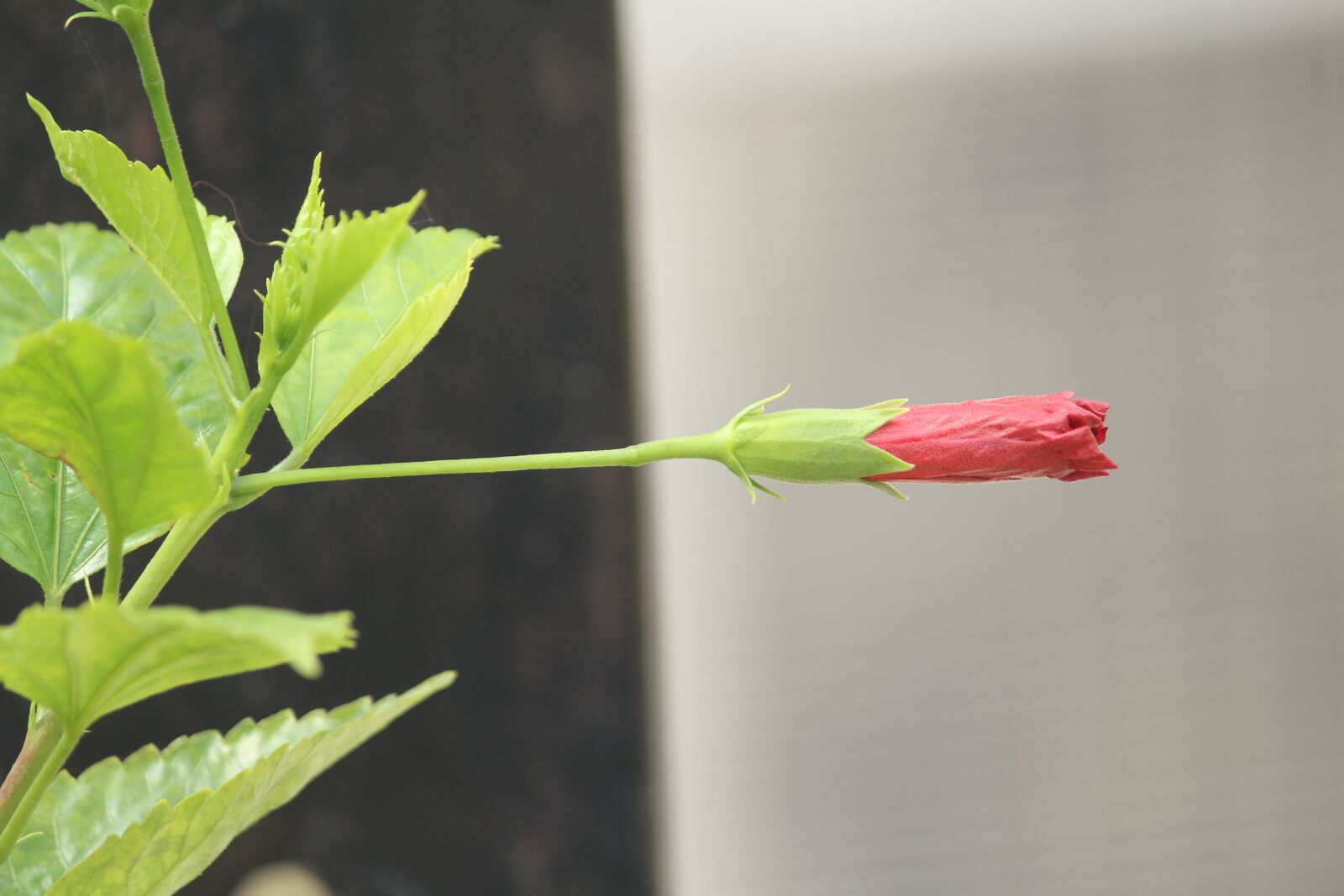 Canon EOS 1200D (EOS Rebel T5 / EOS Kiss X70 / EOS Hi) sample photo. Bud, growing, plant photography