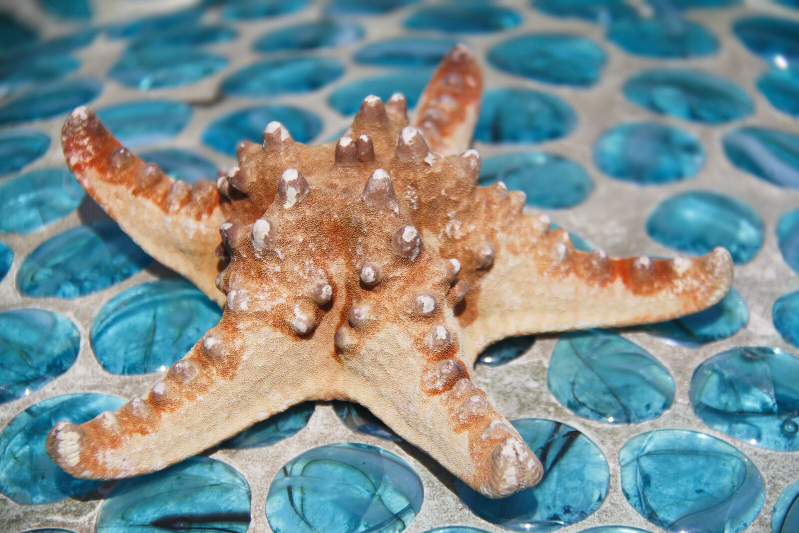 Canon EOS 500D (EOS Rebel T1i / EOS Kiss X3) sample photo. Starfish, sea, ocean photography