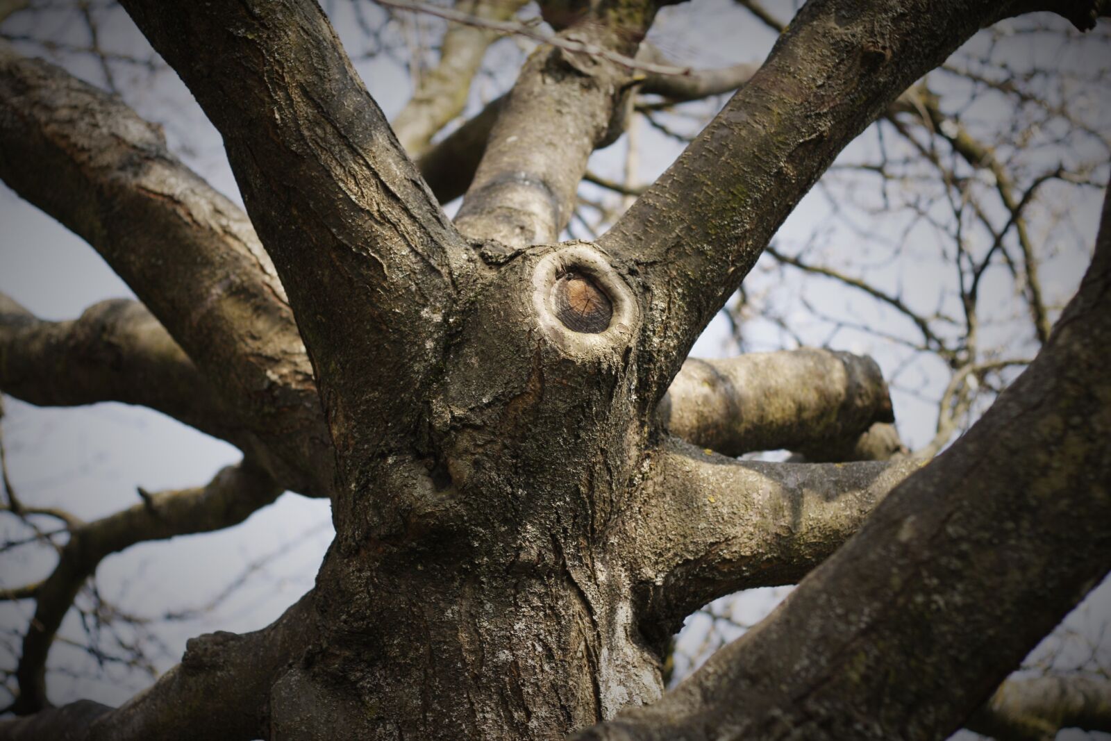 Canon EOS 40D sample photo. Tree, nature, branch photography