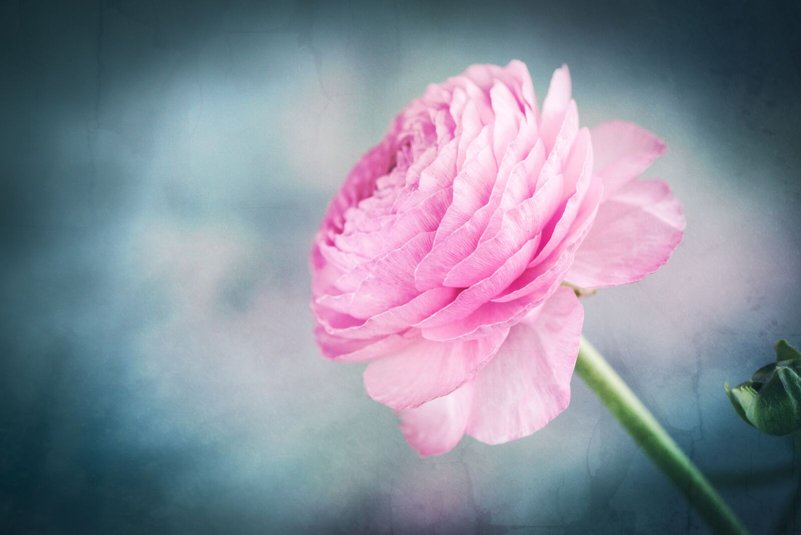 Nikon D750 sample photo. Ranunculus, pink, flower photography