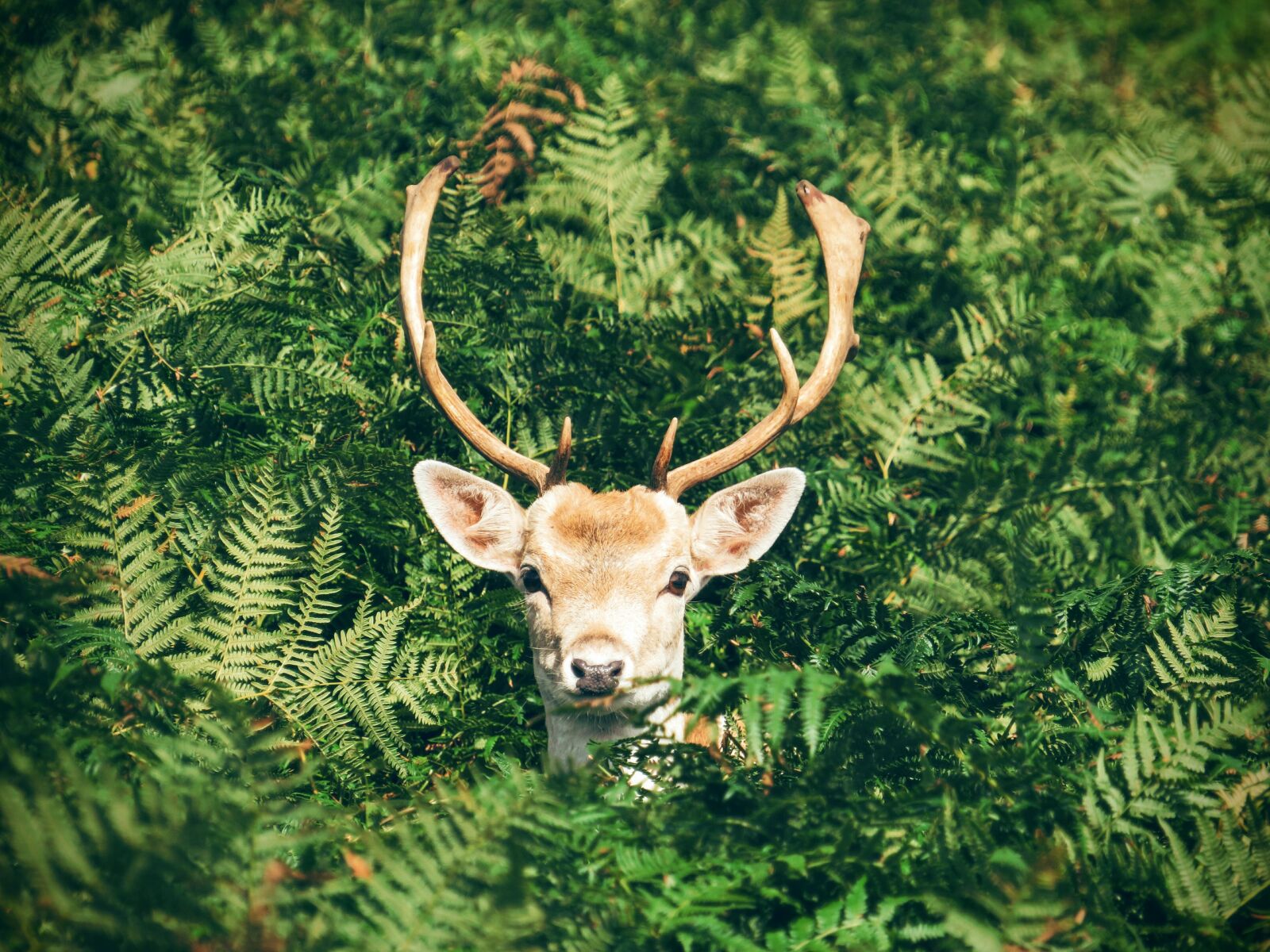 Canon PowerShot SX540 HS sample photo. Animal, antlers, buck photography
