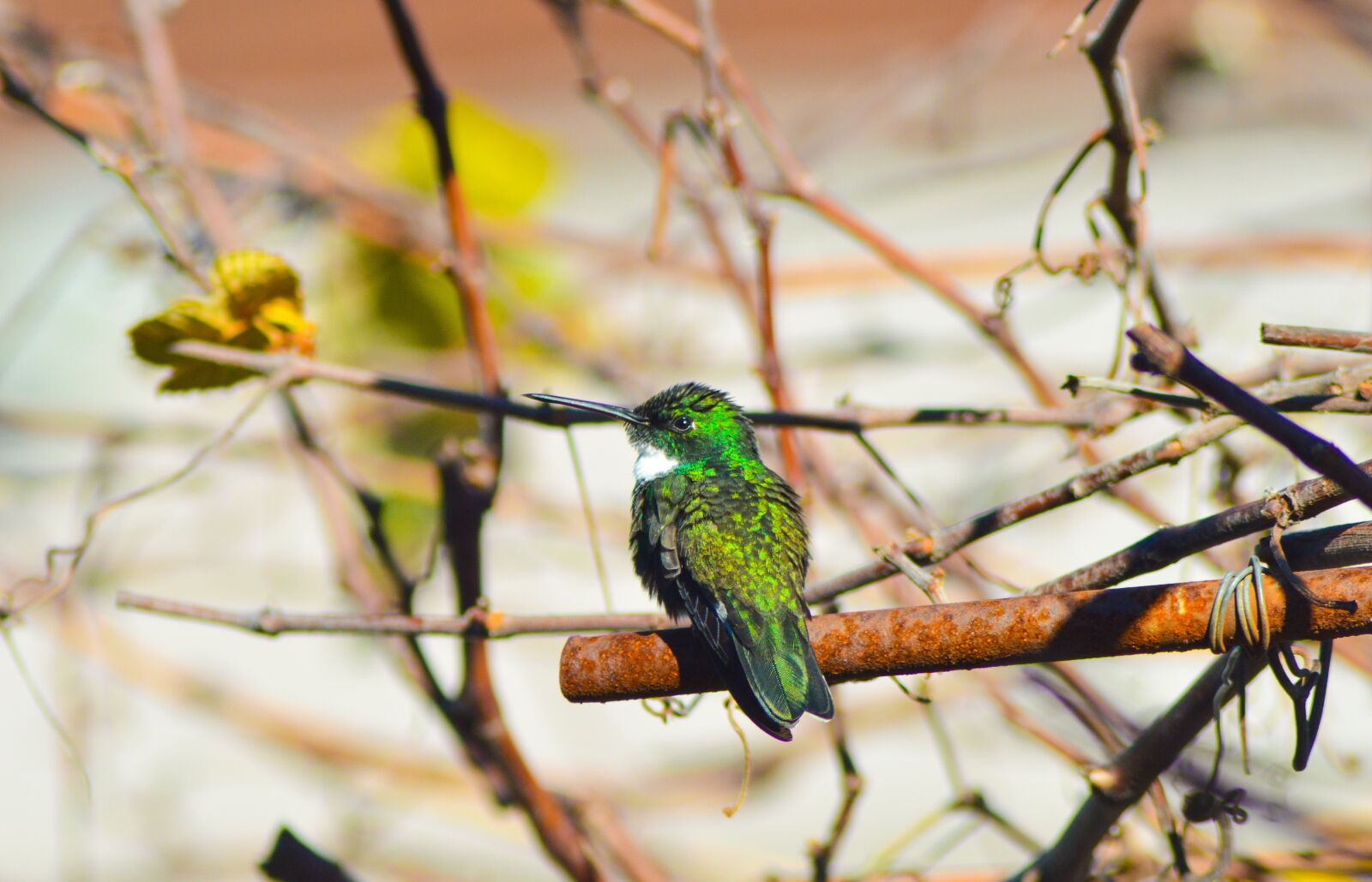 Nikon D3200 sample photo. Spring, beija flor, birds photography