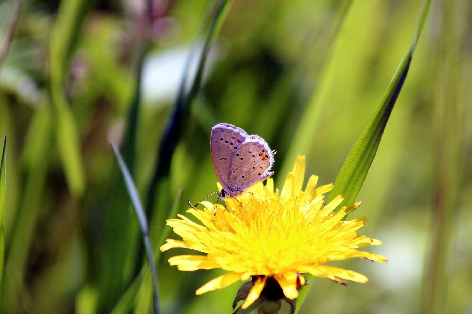 Canon EOS 650D (EOS Rebel T4i / EOS Kiss X6i) sample photo. Butterfly, blue, nature photography