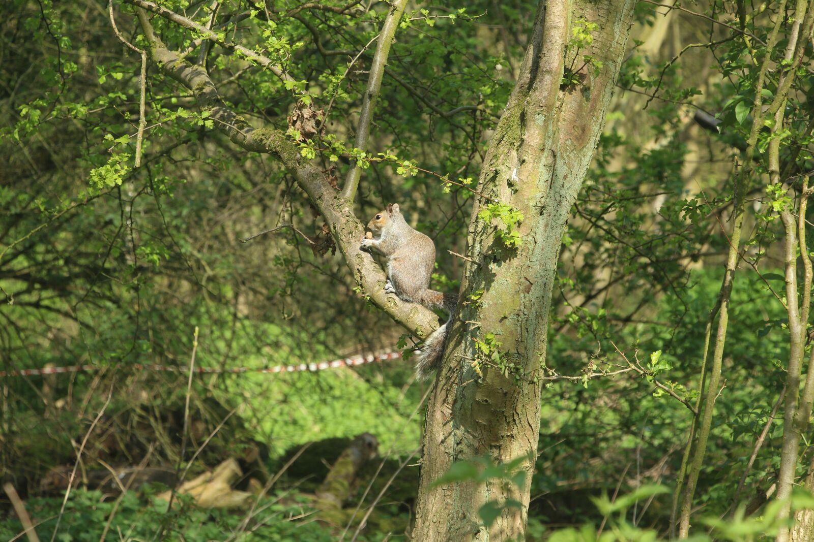 Canon EOS 4000D (EOS Rebel T100 / EOS 3000D) sample photo. Squirrel, feeding, nature photography
