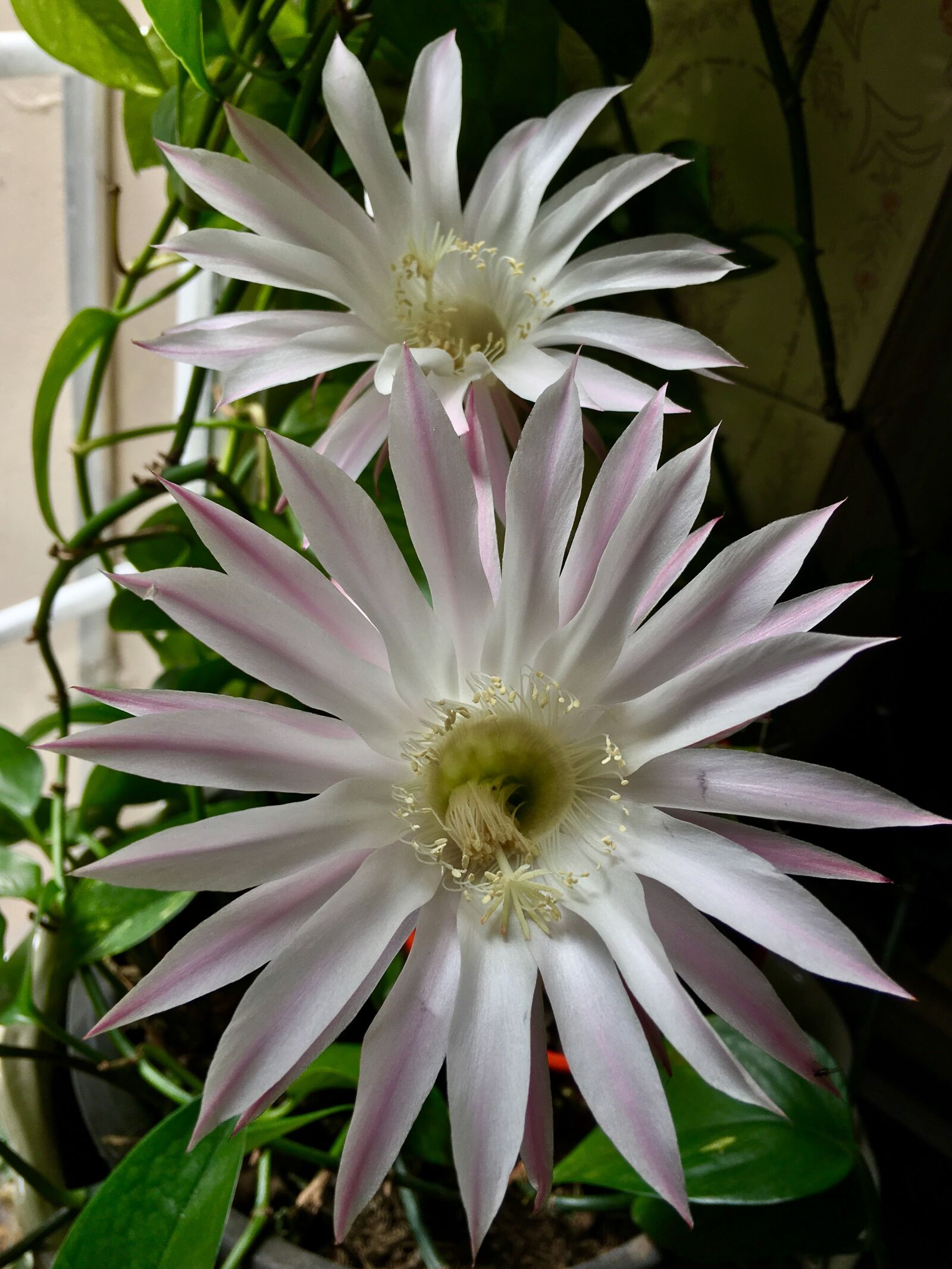 Apple iPhone 6s Plus sample photo. Pink flower, white petals photography