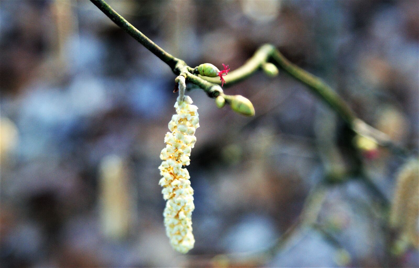 Sony Alpha DSLR-A350 sample photo. Spring, hazel, kittens photography