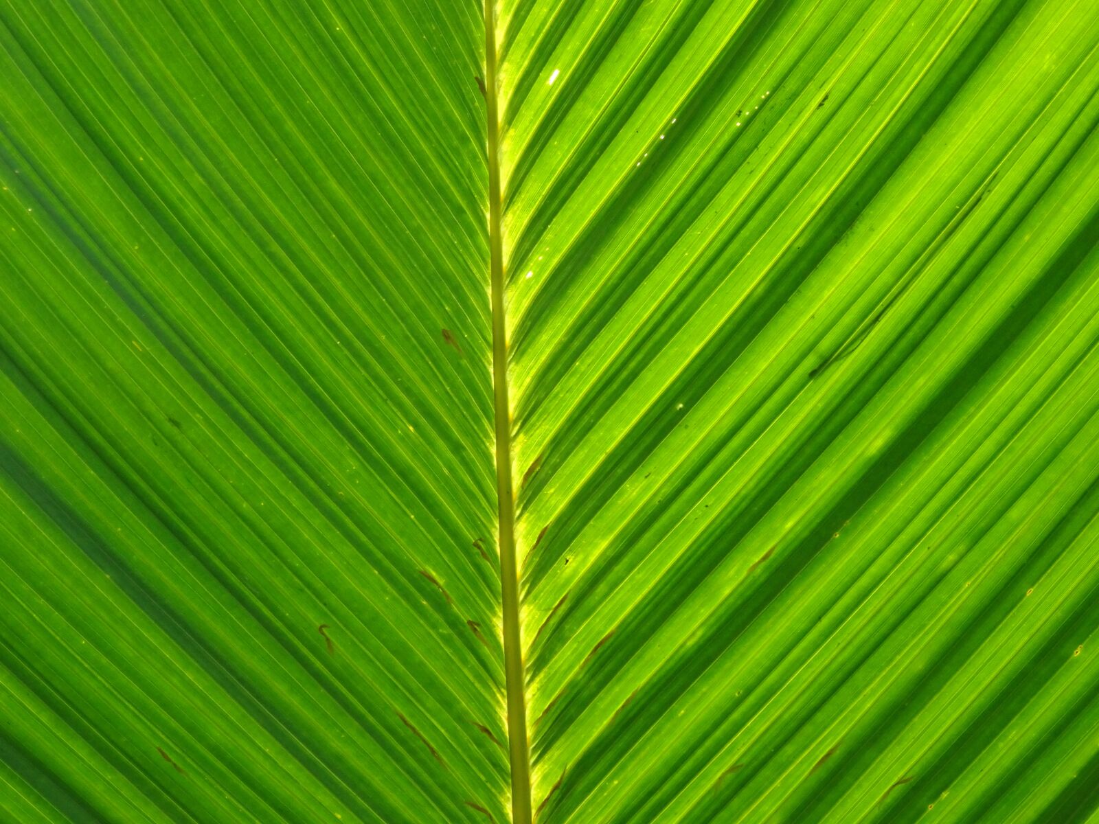 Sony DSC-HX50 sample photo. Palm, leaf, foliage photography