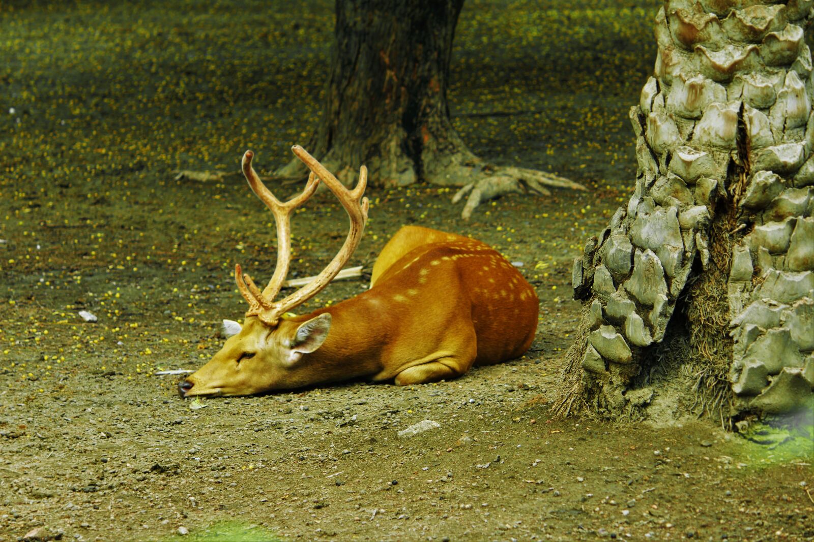 Canon EOS 1200D (EOS Rebel T5 / EOS Kiss X70 / EOS Hi) sample photo. Deer, zoo, orange photography