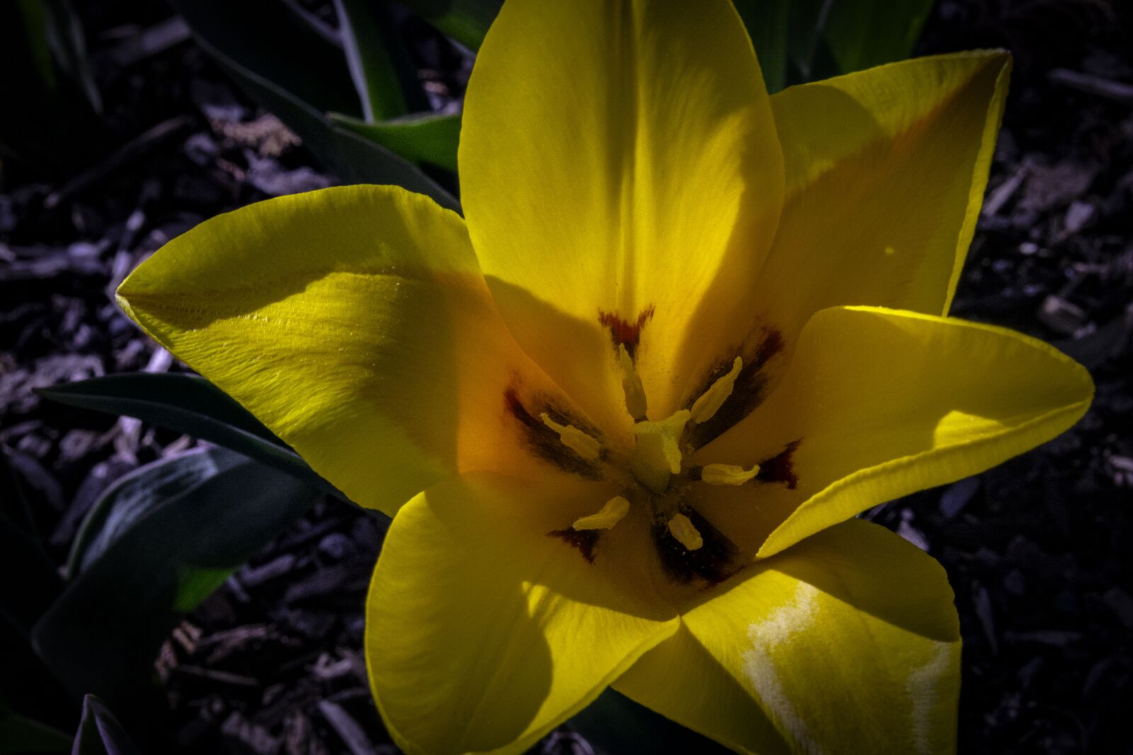 Nikon D5200 sample photo. Nature, flower, flora photography