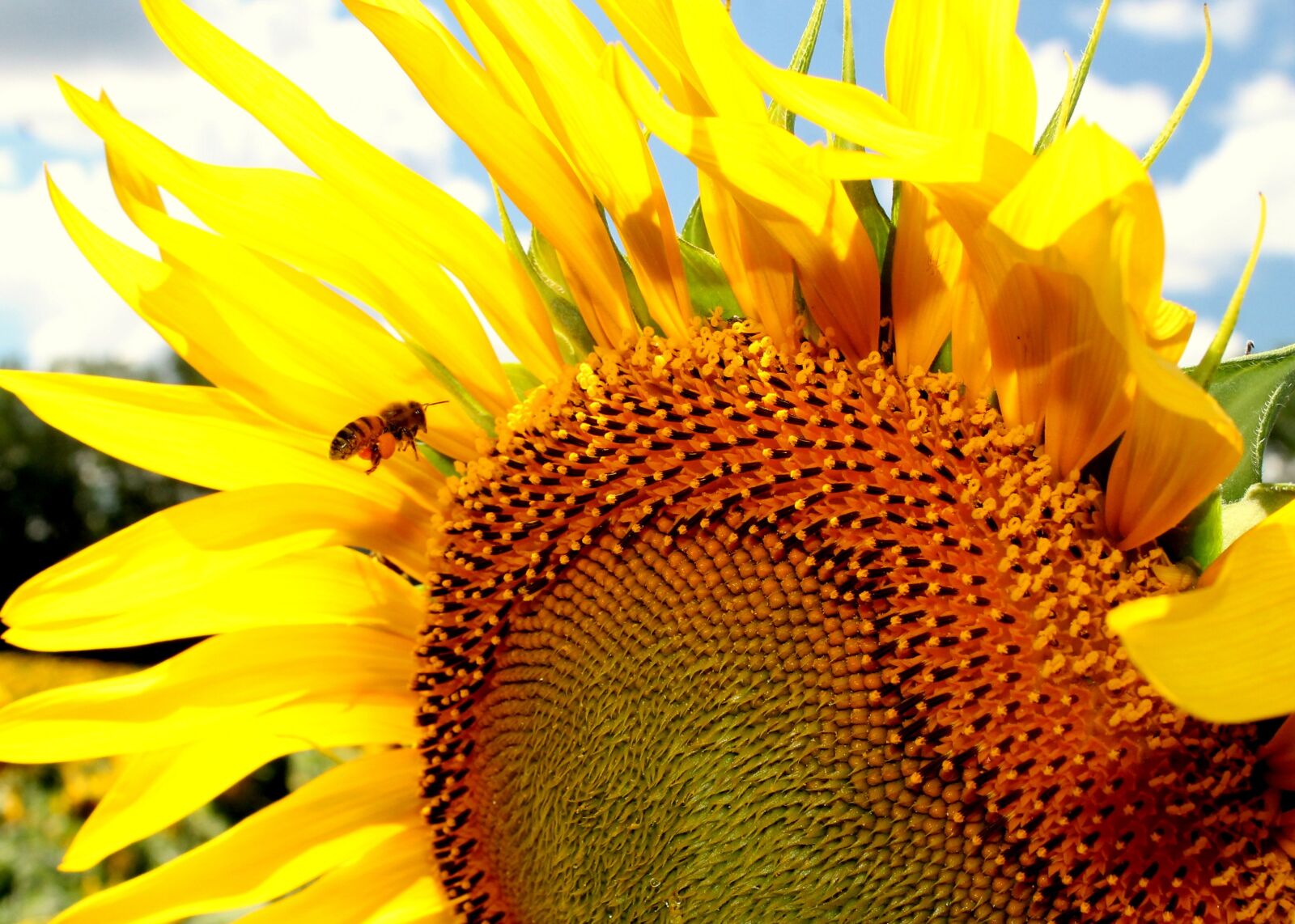 Canon EOS 1100D (EOS Rebel T3 / EOS Kiss X50) sample photo. Sunflower, honeybee, bee photography