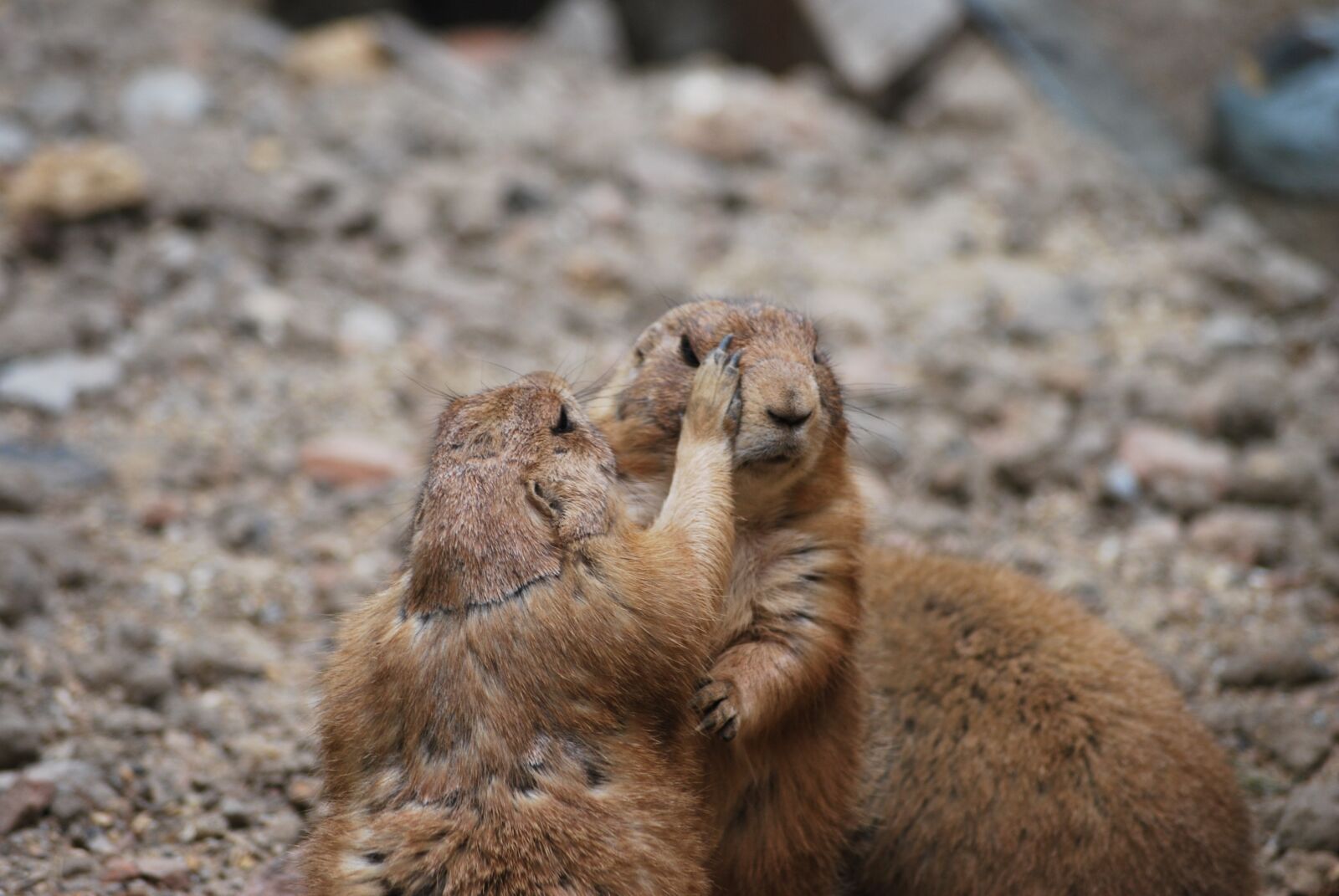 Nikon D60 sample photo. Animal, wildlife, fauna photography