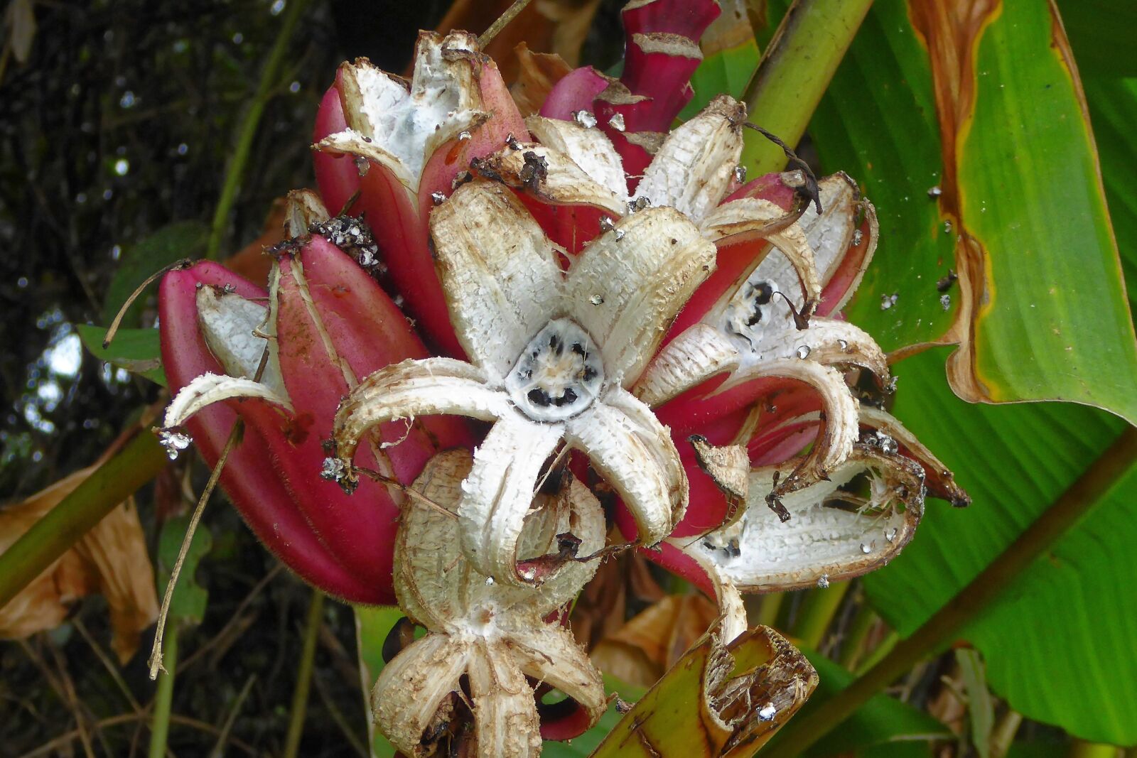 Panasonic Lumix DMC-ZS40 (Lumix DMC-TZ60) sample photo. Colombia, tropics, plant photography