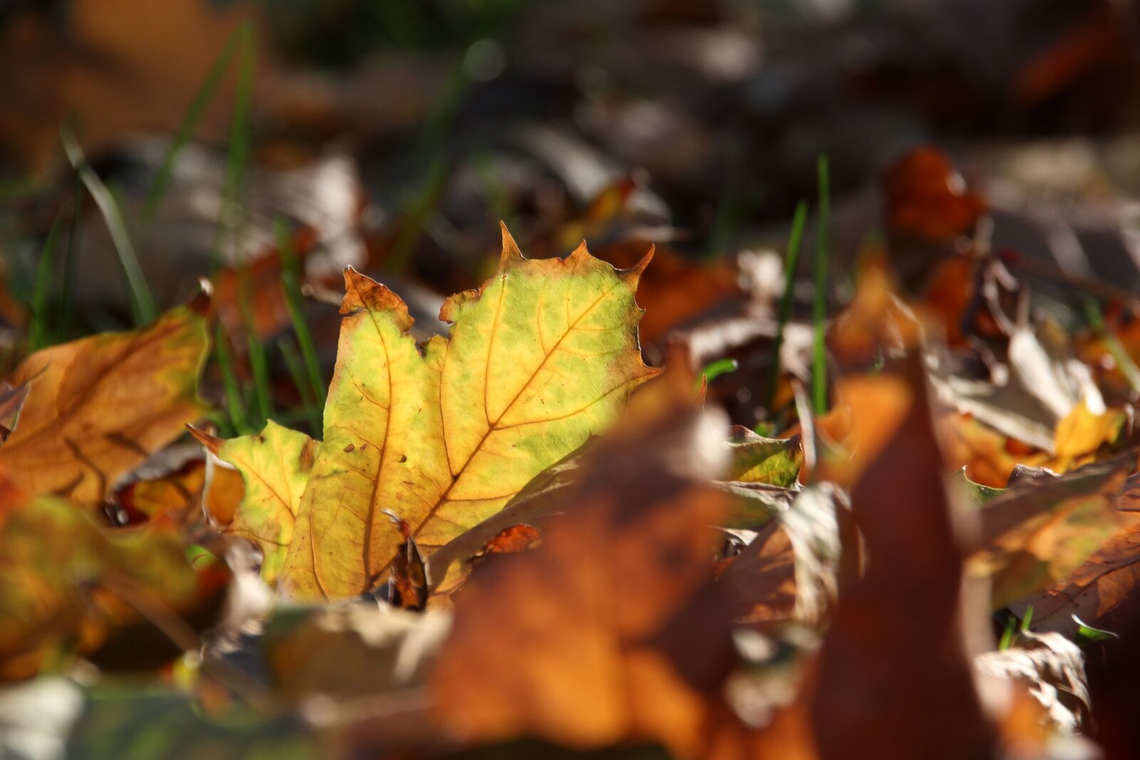 Canon EOS 550D (EOS Rebel T2i / EOS Kiss X4) sample photo. Autumn, foliage, season photography