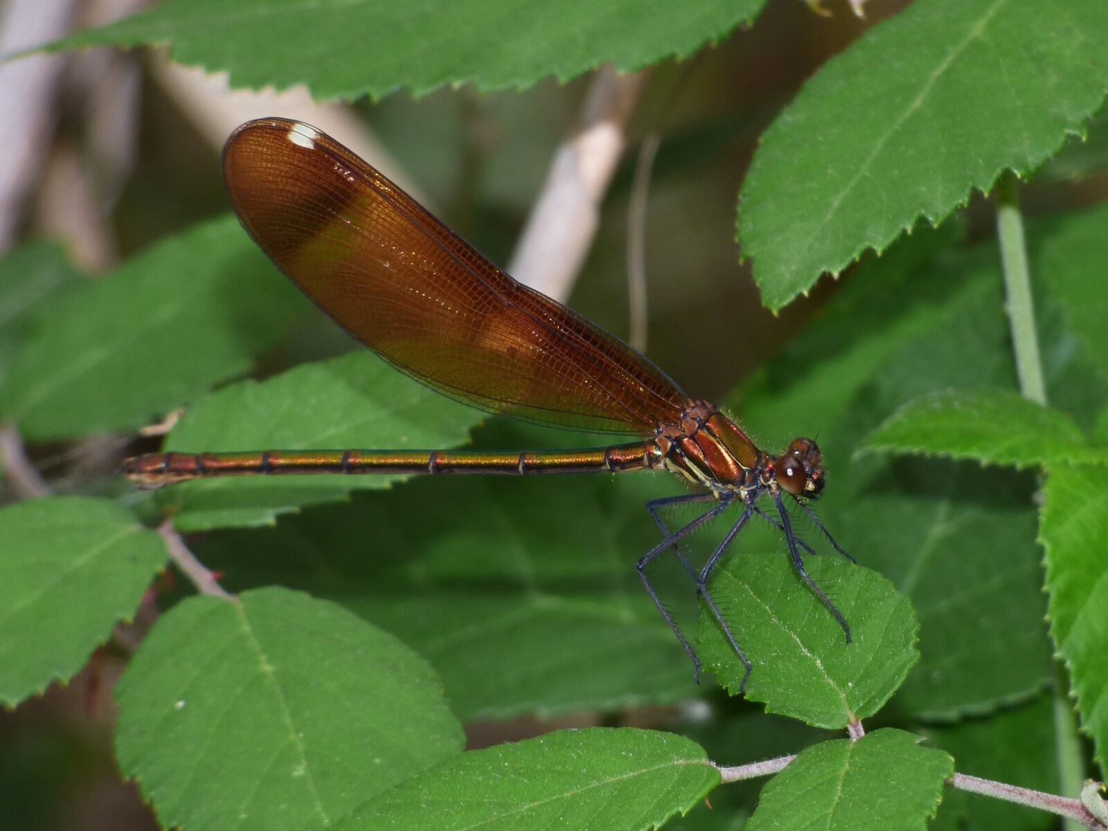 Panasonic Lumix DMC-FZ70 sample photo. Calopteryx virgo, dragonfly, damselfly photography
