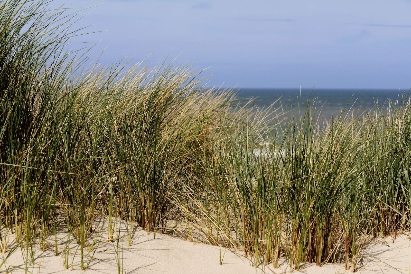 Nikon D610 sample photo. Dunes, dune grass, beach photography