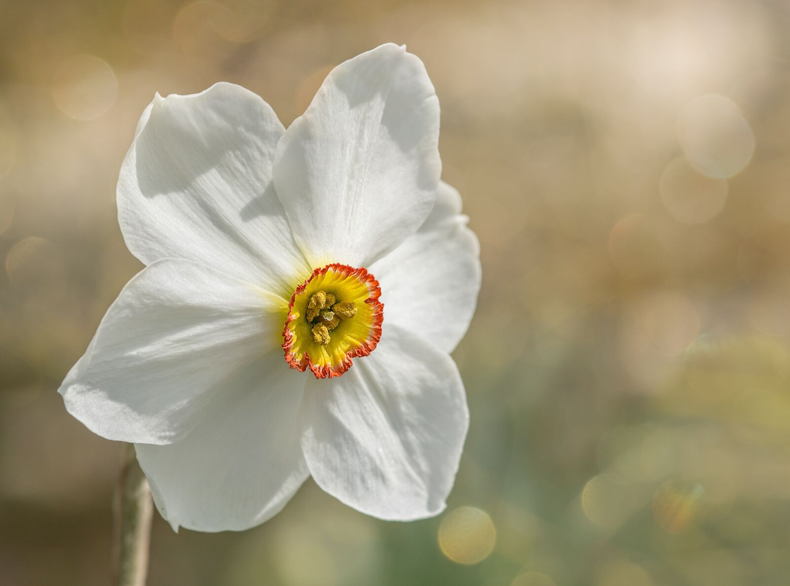 Sony SLT-A55 (SLT-A55V) sample photo. Narcissus, garden, white daffodil photography