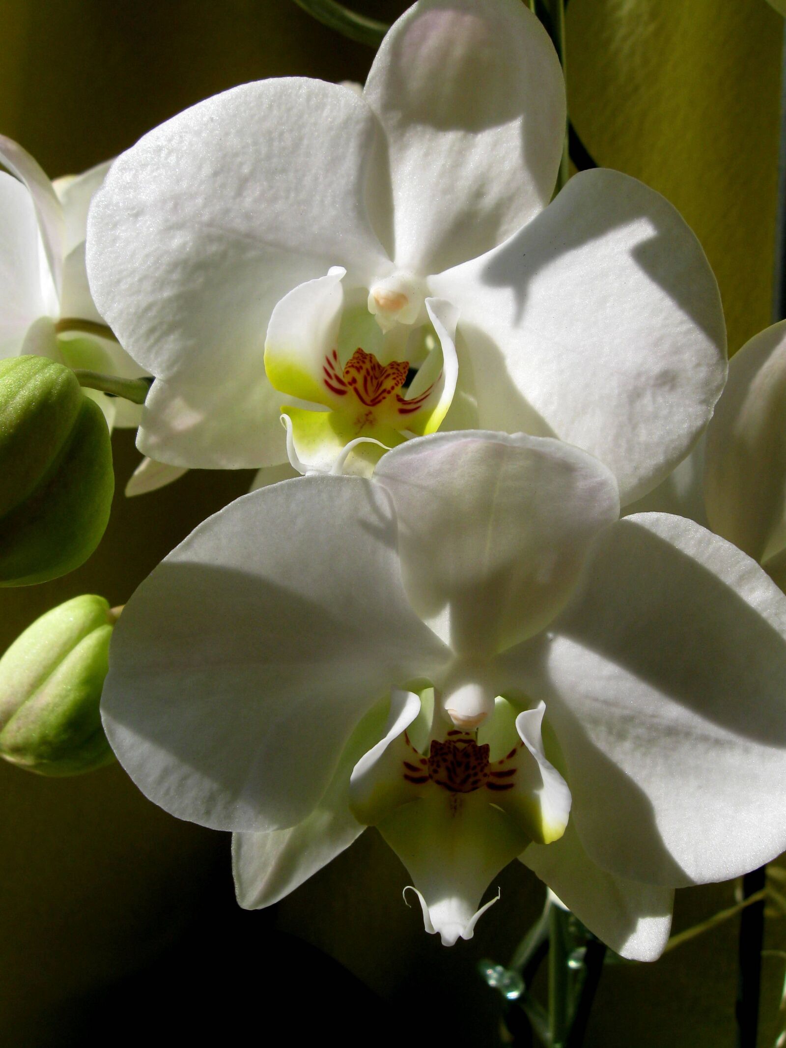 Canon PowerShot A590 IS sample photo. White flower, the petals photography