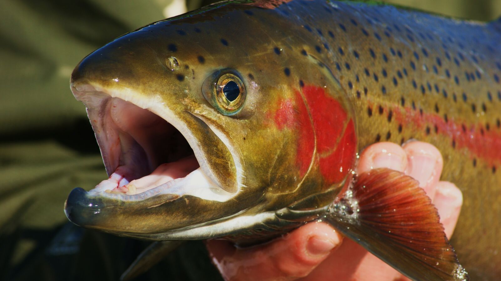 Sony Alpha DSLR-A350 sample photo. Fish, fishing, trout photography