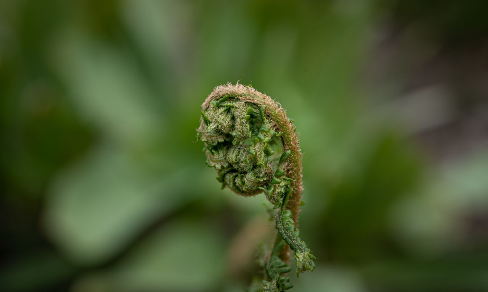 Nikon D750 sample photo. Fern, green, nature photography