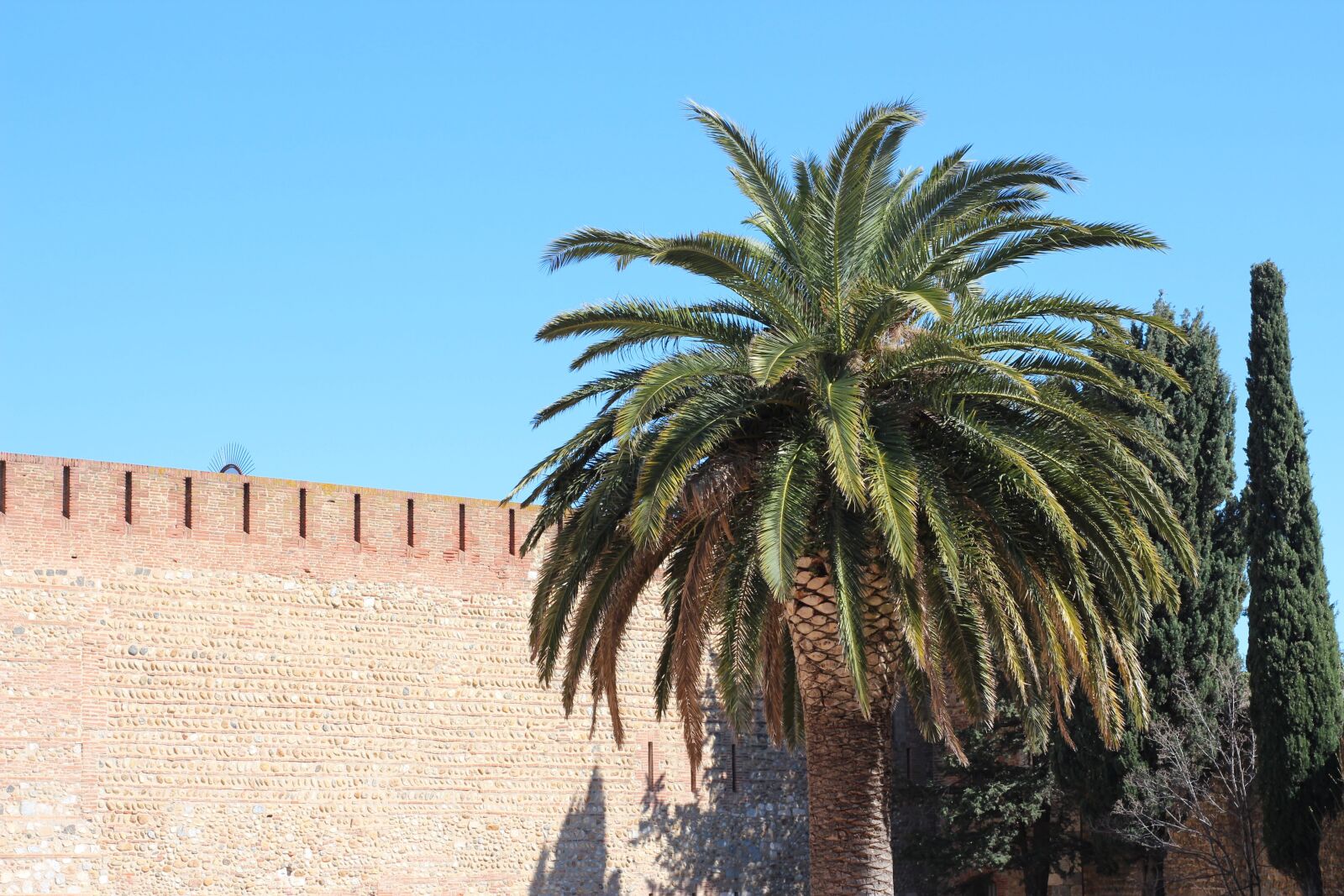 Canon EOS 700D (EOS Rebel T5i / EOS Kiss X7i) sample photo. Palm tree, travel, europe photography