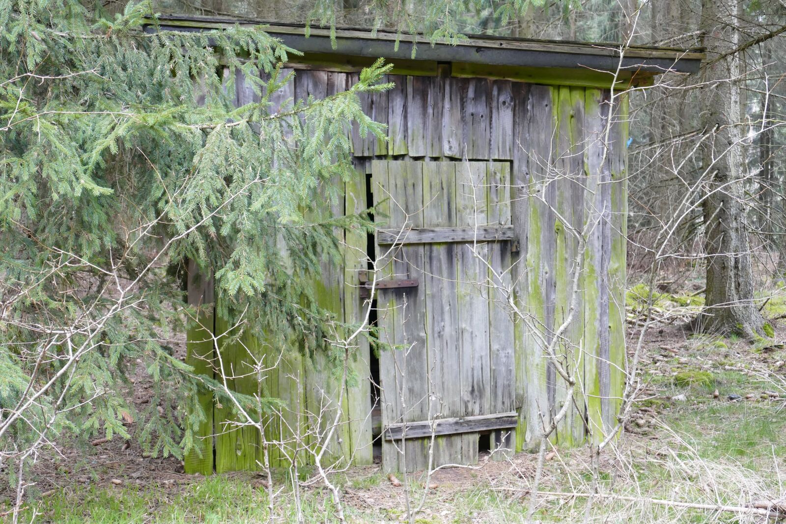 Panasonic Lumix DMC-FZ1000 sample photo. Wood, forest, hut photography