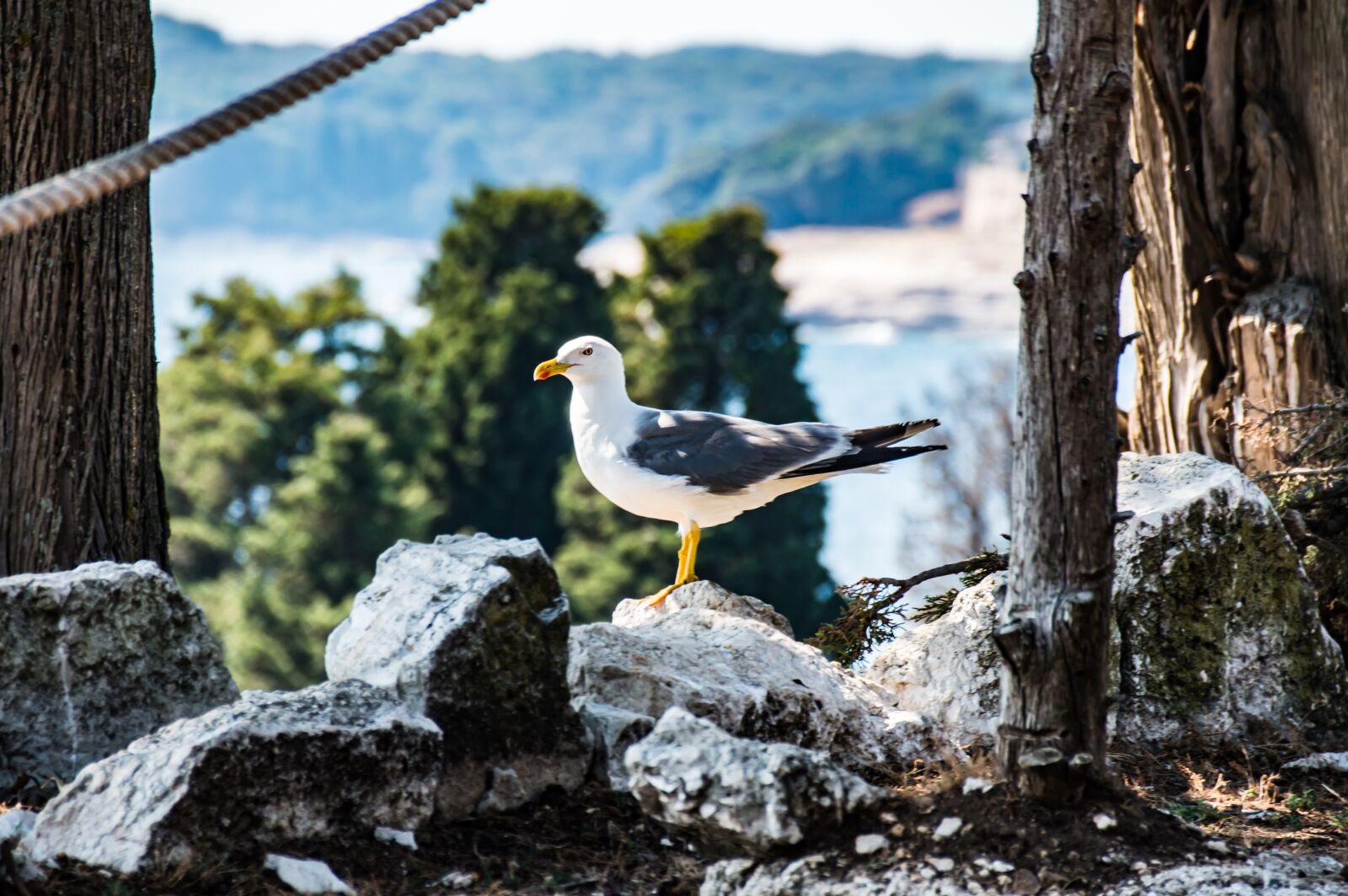 Nikon D3200 sample photo. Bird, water bird, nature photography
