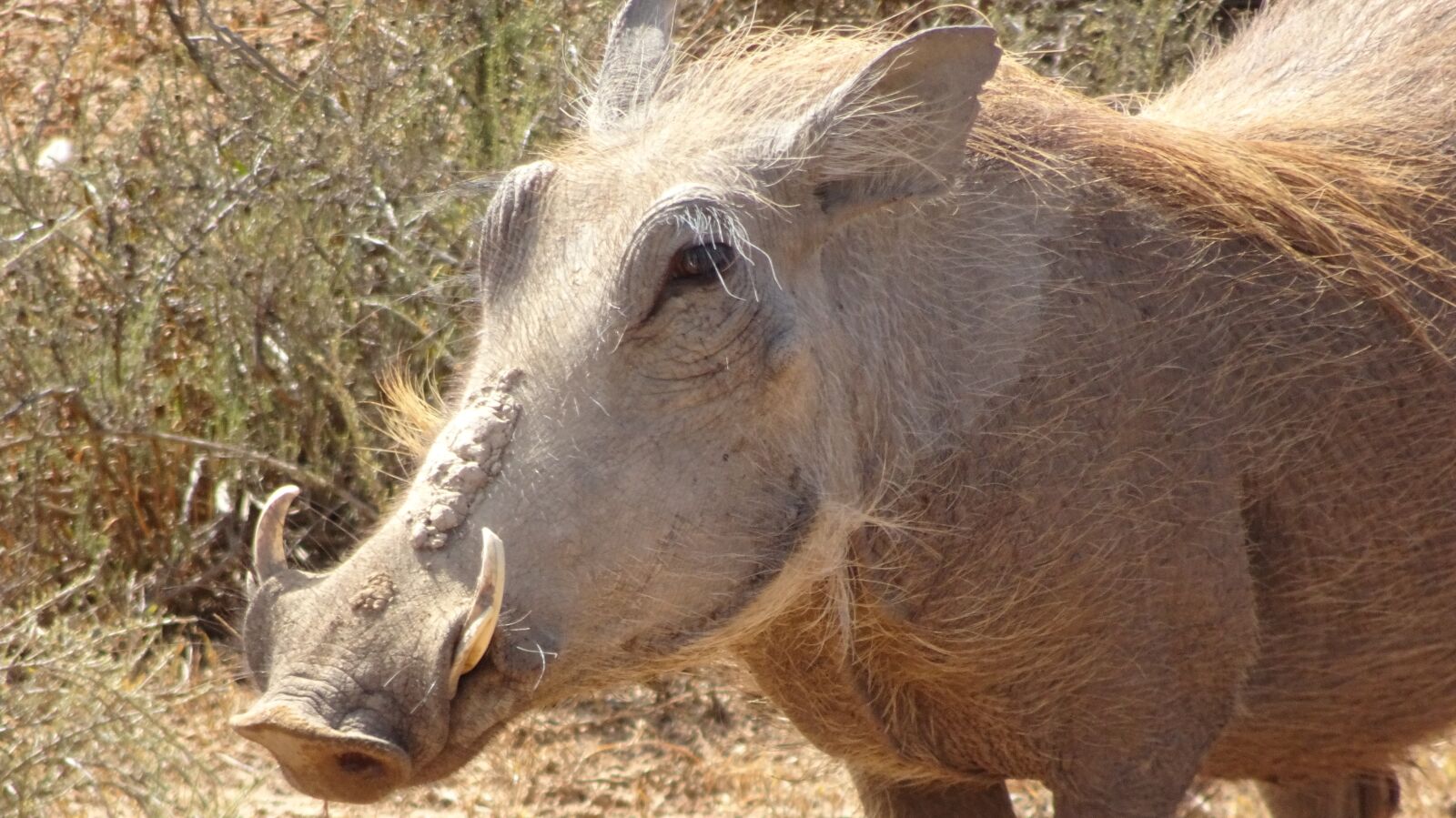 Sony Cyber-shot DSC-HX90V sample photo. Warthog, mammal, fauna photography