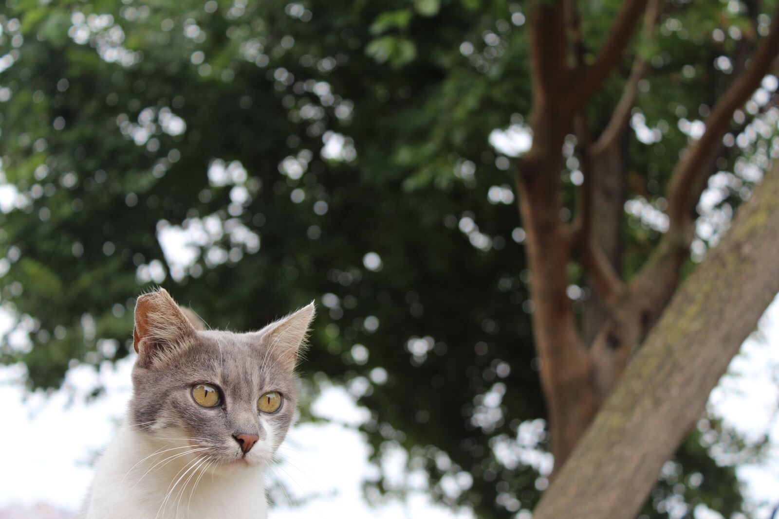 Canon EOS 650D (EOS Rebel T4i / EOS Kiss X6i) sample photo. Cat, animal, tabby cat photography