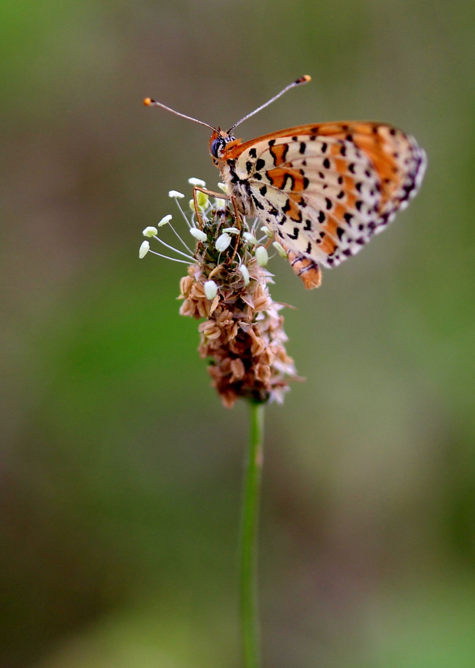 Canon EF-S 60mm F2.8 Macro USM sample photo. Butterfly, red, wings photography