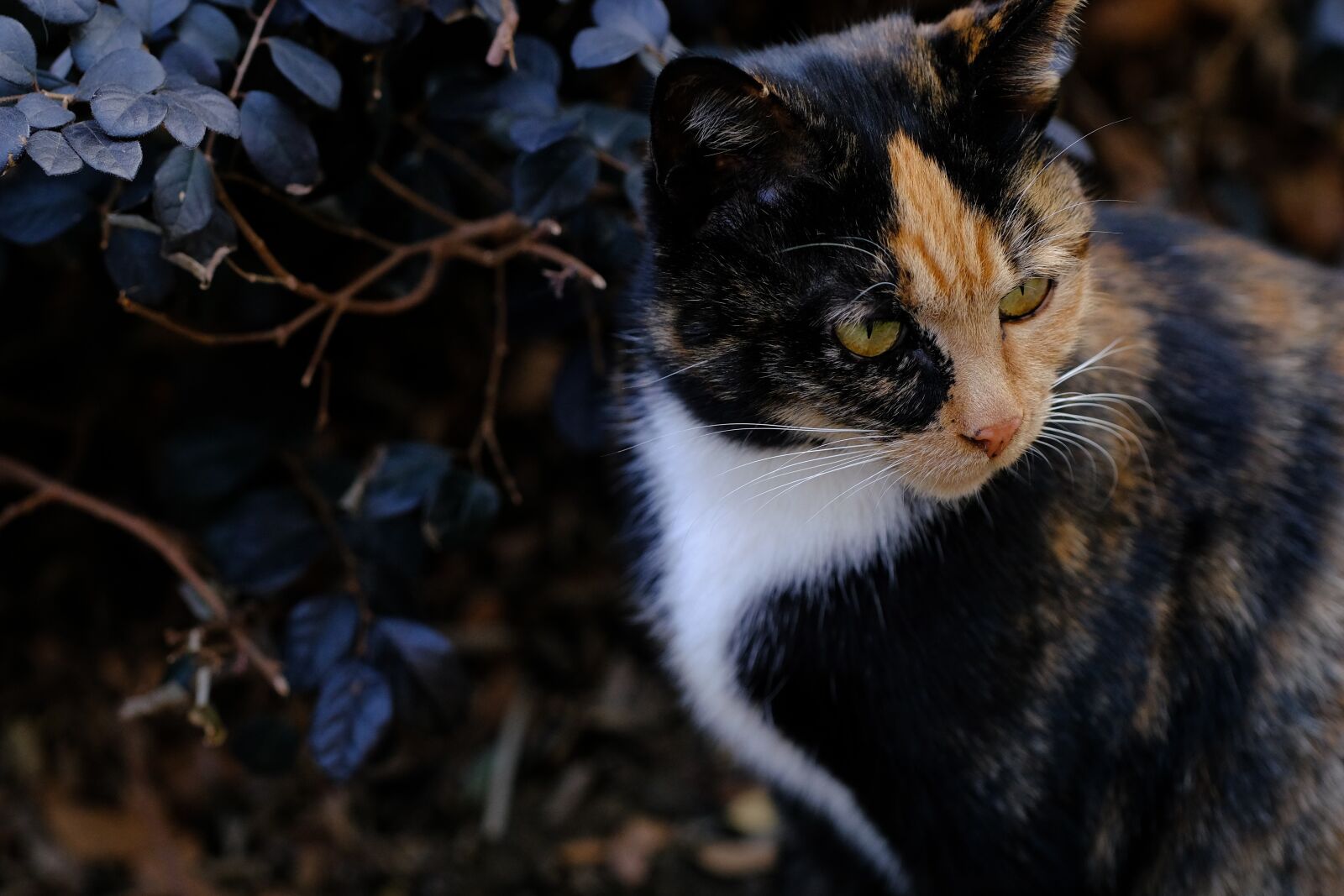 Fujifilm XF 90mm F2 R LM WR sample photo. Cat, outdoor, winter photography