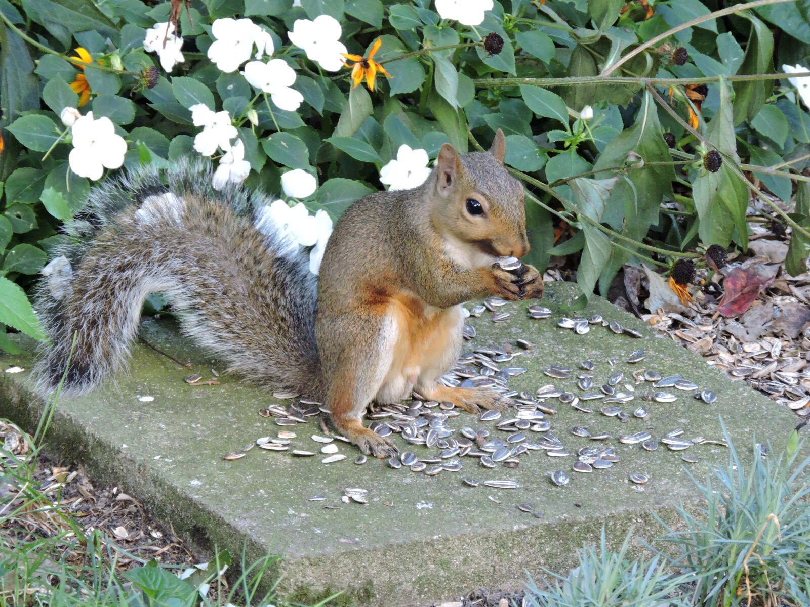 Nikon Coolpix P600 sample photo. Squirrel, gray squirrel, wildlife photography