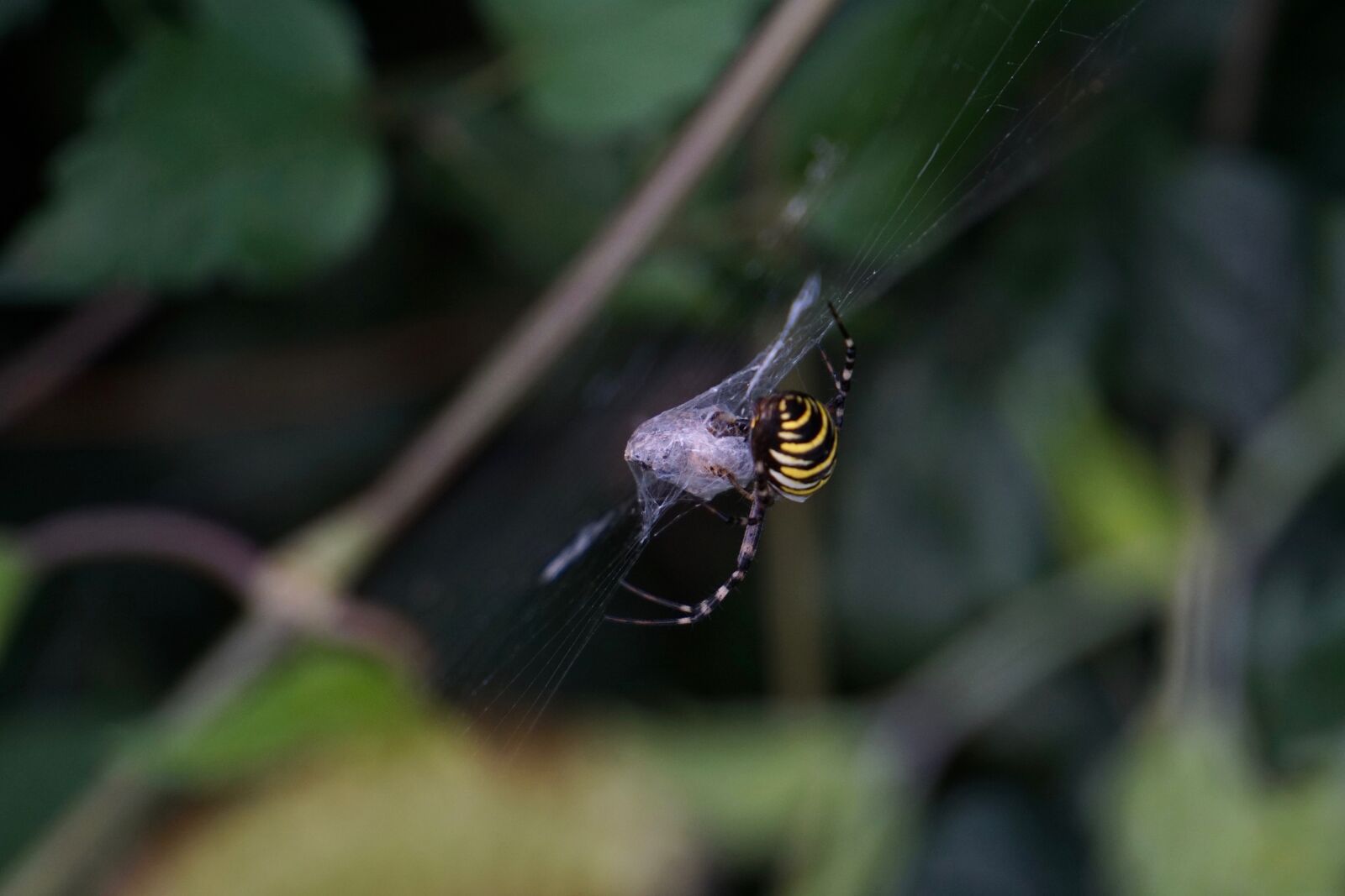 Sony E 55-210mm F4.5-6.3 OSS sample photo. Wasp spider, argiope bruennichi photography